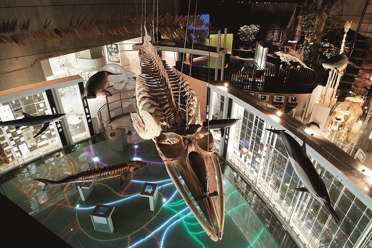 国立科学博物館