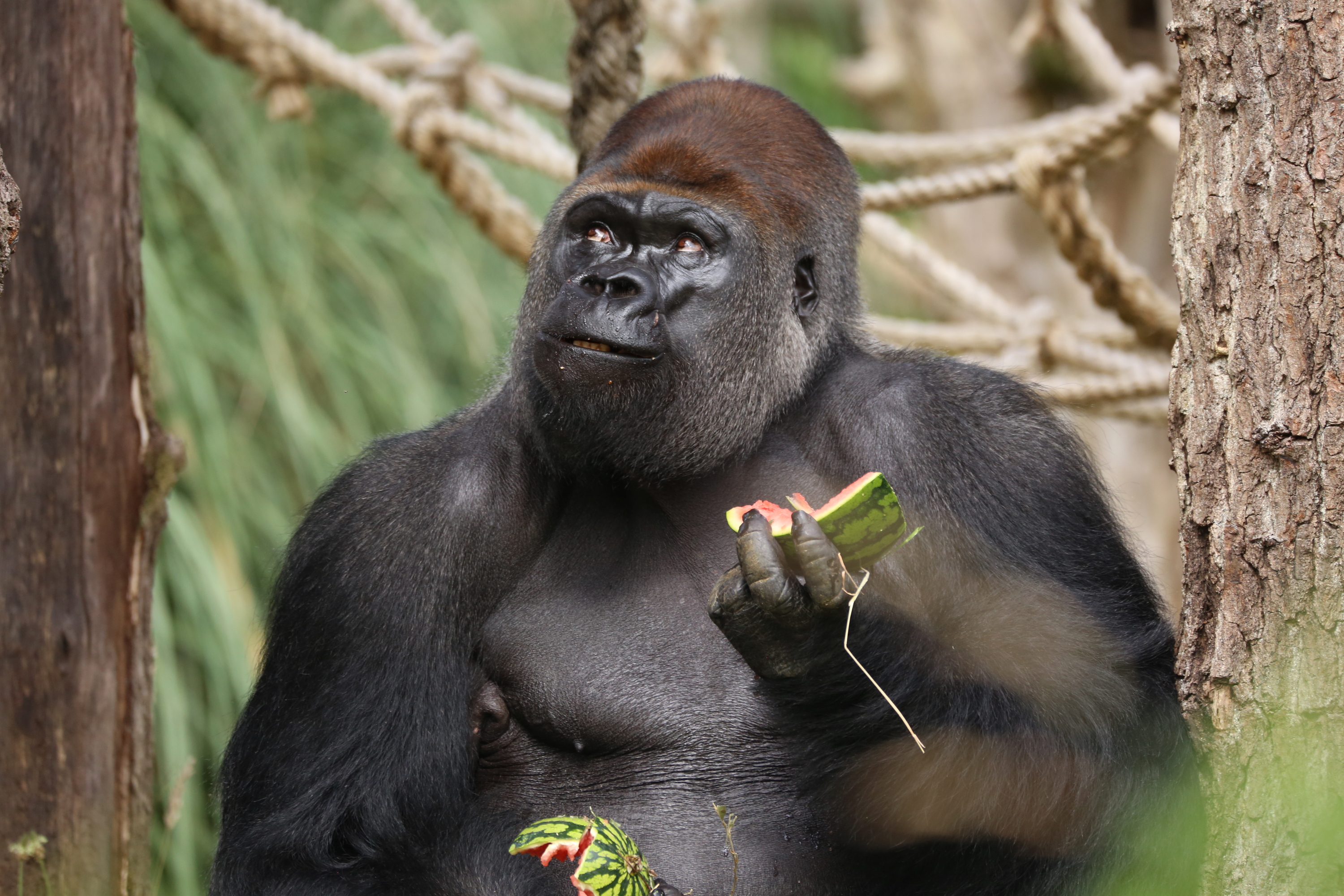 Best Zoos In And Near To London Days Out For Animal Lovers