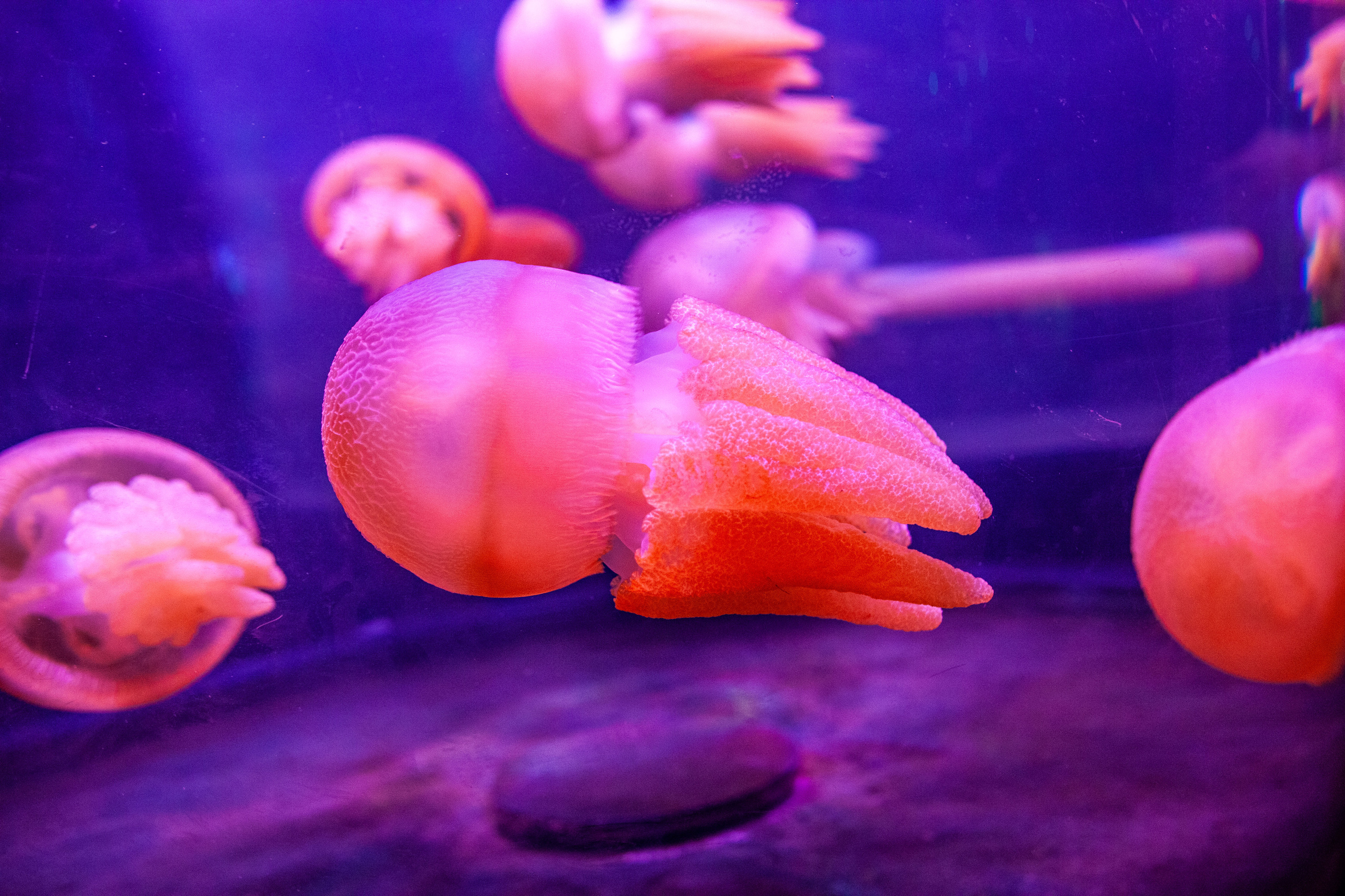 Aquarium After Dark Things to do in Sydney