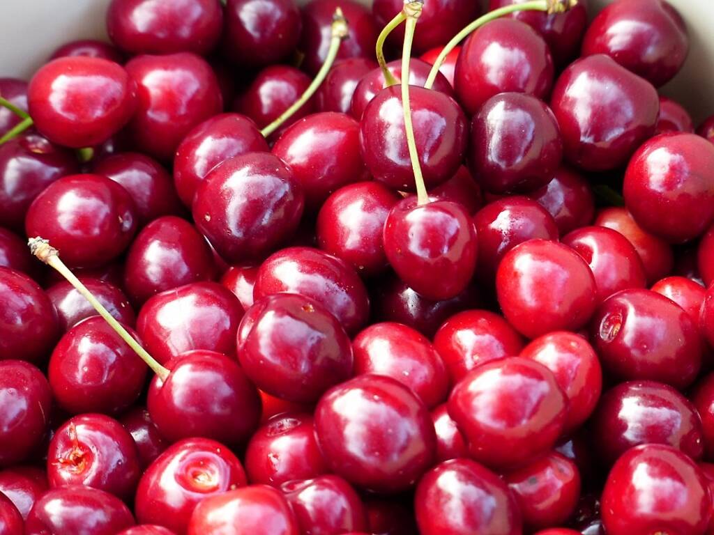 10 Best Farms to Visit During Cherry Picking Season in New York