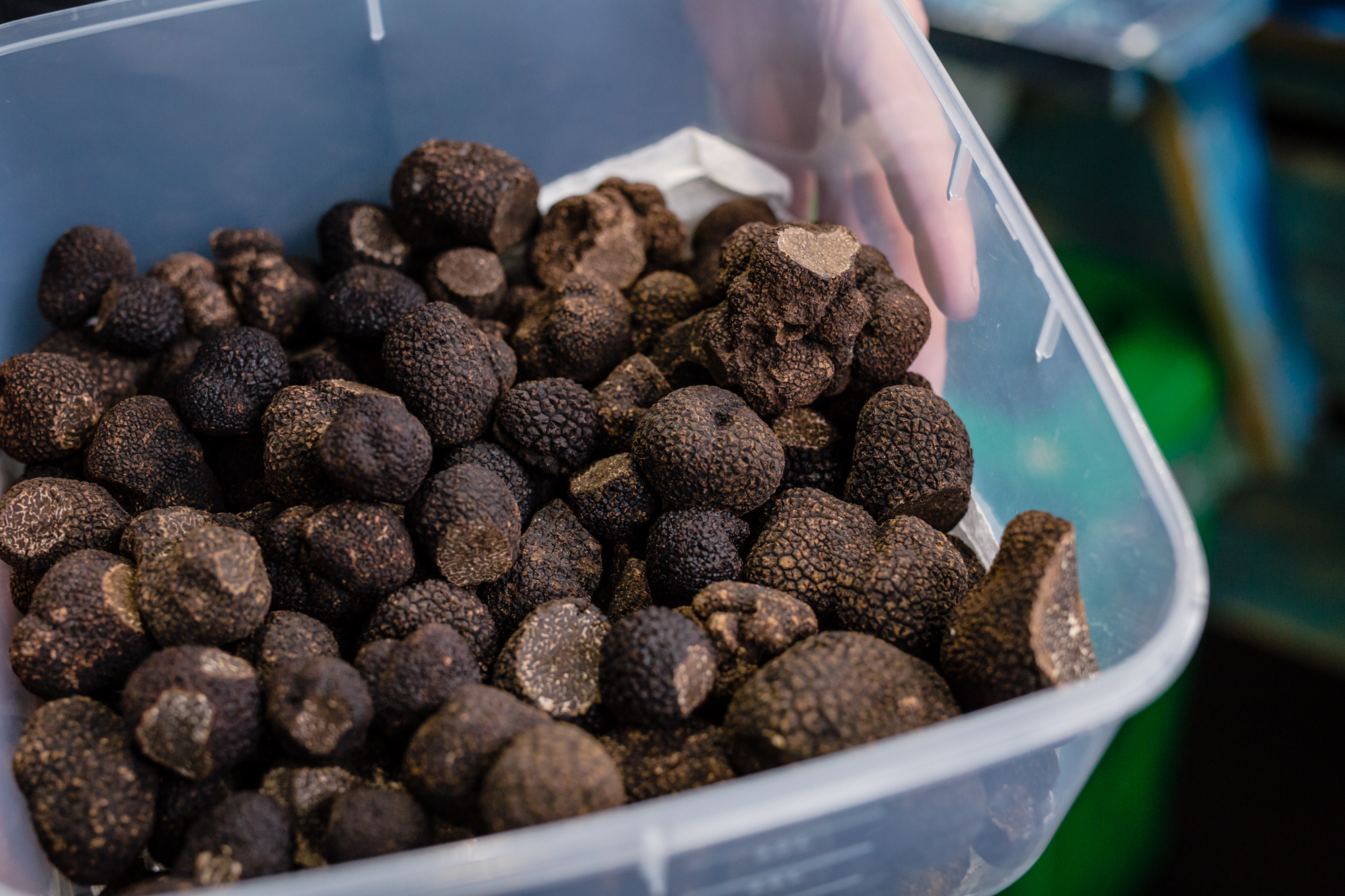 Where to go truffle hunting near Melbourne
