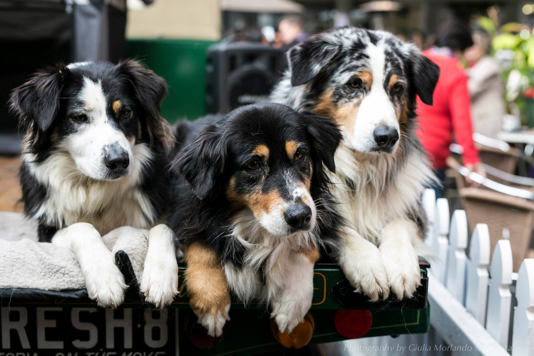 Melbourne truffle farms for hunts and tours