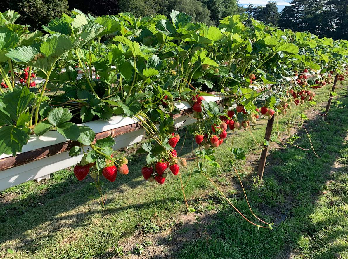 7 perfect pickyourown fruit and vegetable farms in and around London