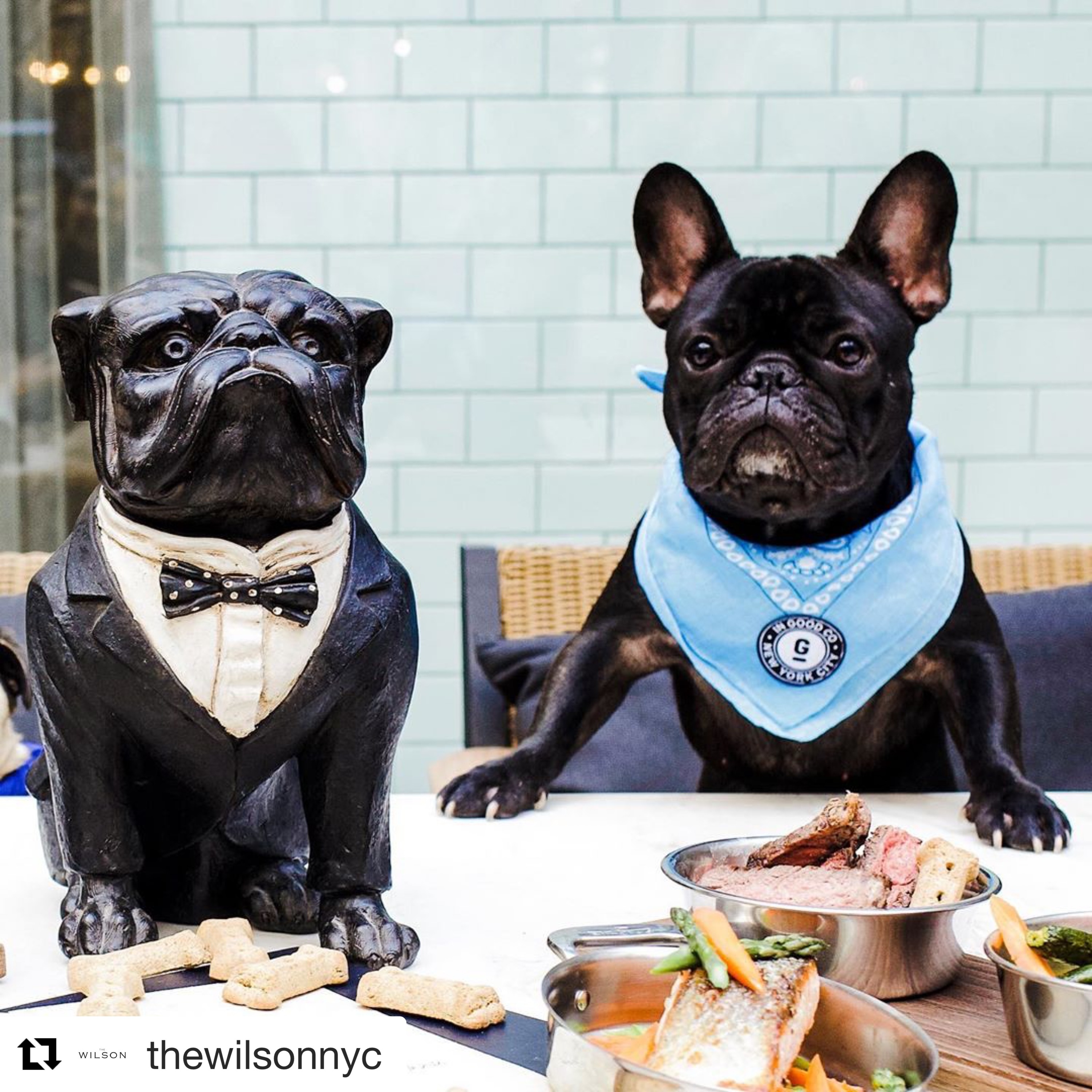 Do French Restaurants Allow Dogs