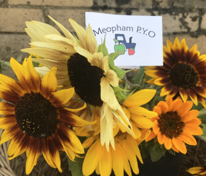 4 sunflower fields near London where you can pick your own