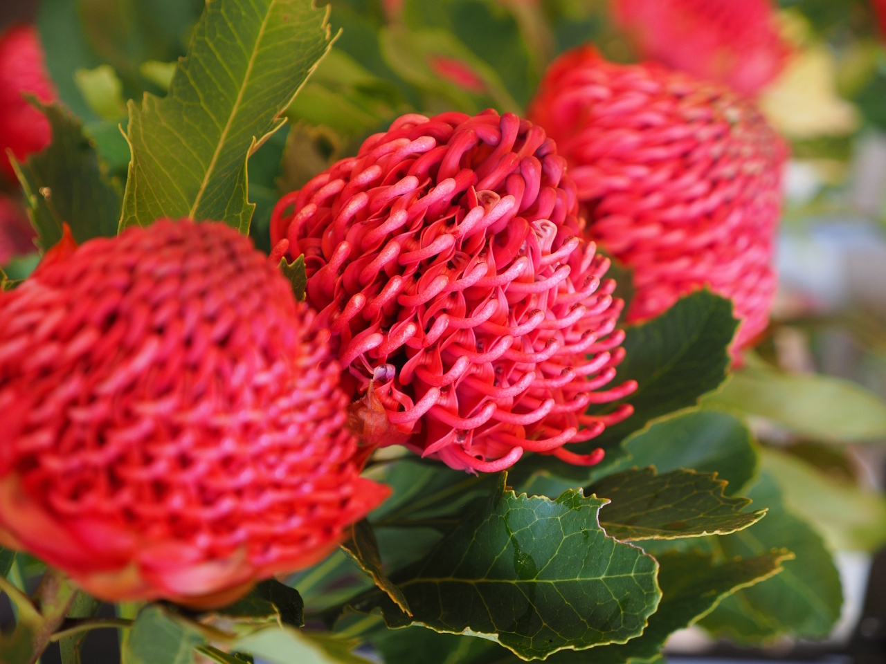 Wild About Waratahs Festival Travel in Sydney