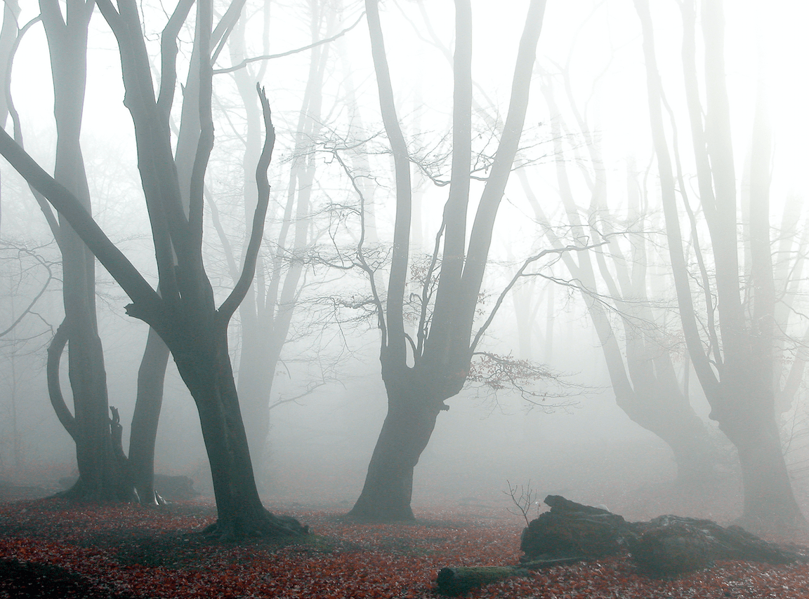 Hangman’s Hill Epping Forest Ghost Walk Things to do in London