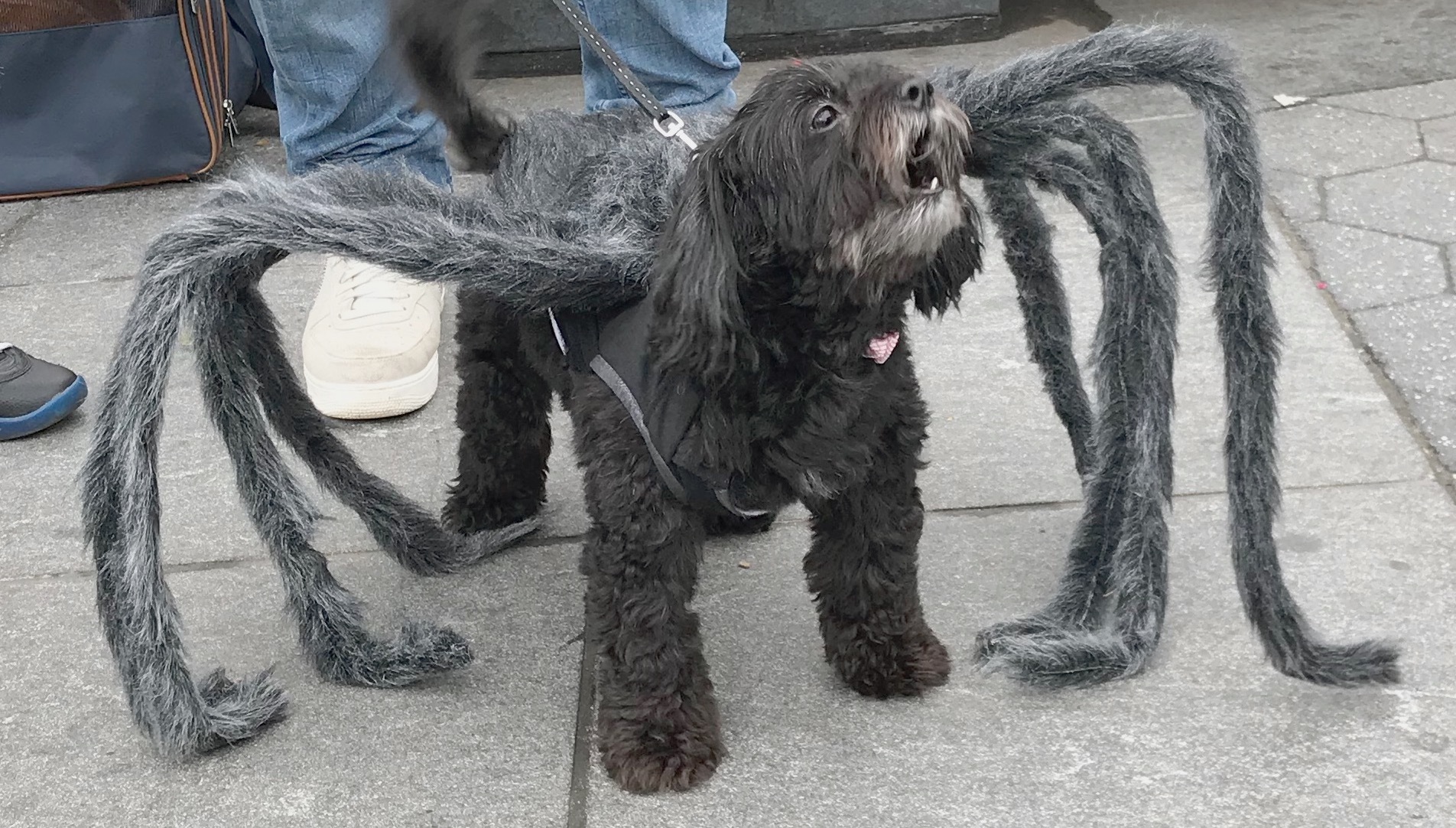 Dog Day Halloween Parade & Costume Contest at Washington Square Park Things to do in New York Kids