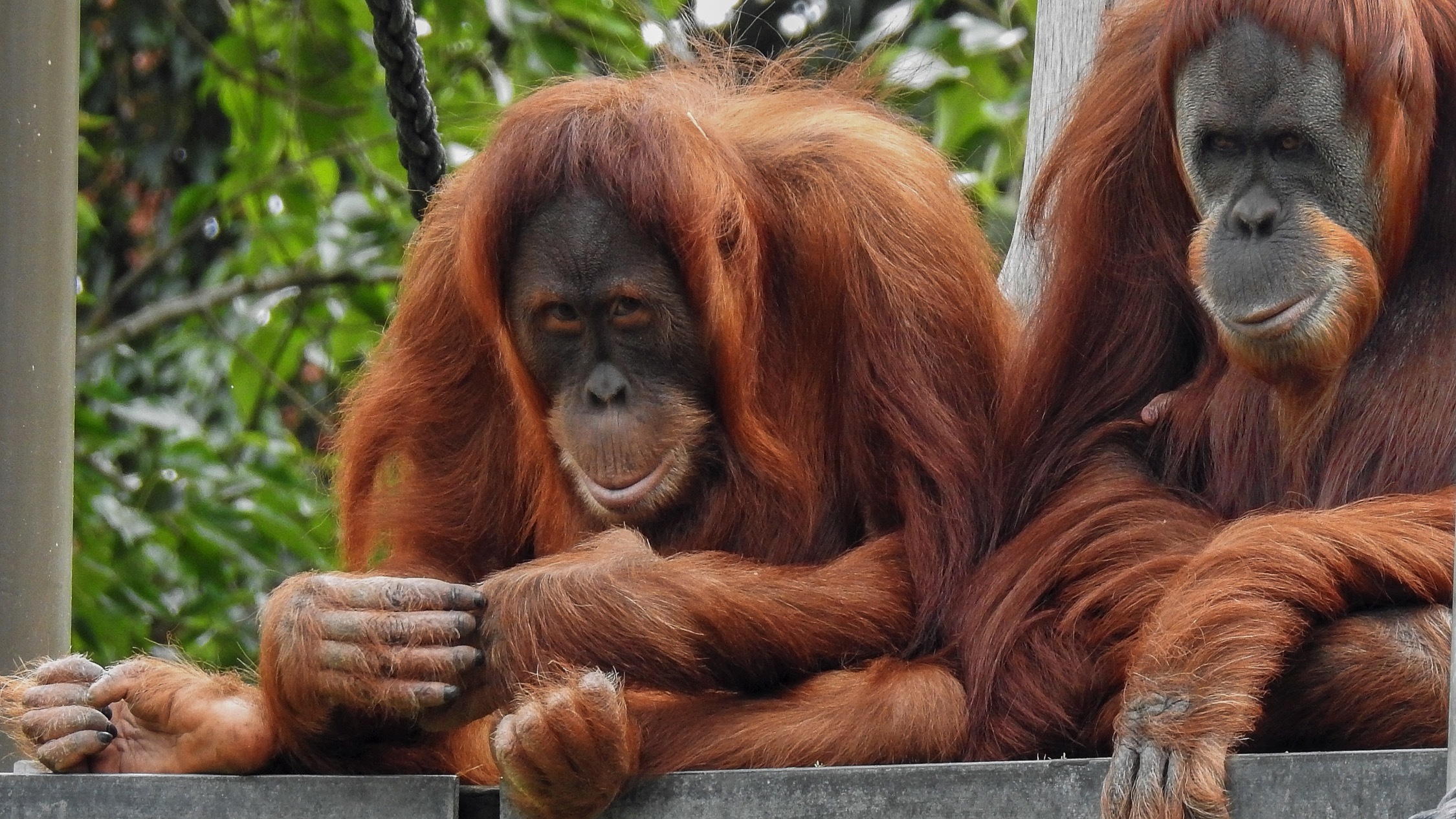 Sydney Zoo One of Sydney's best animal attractions