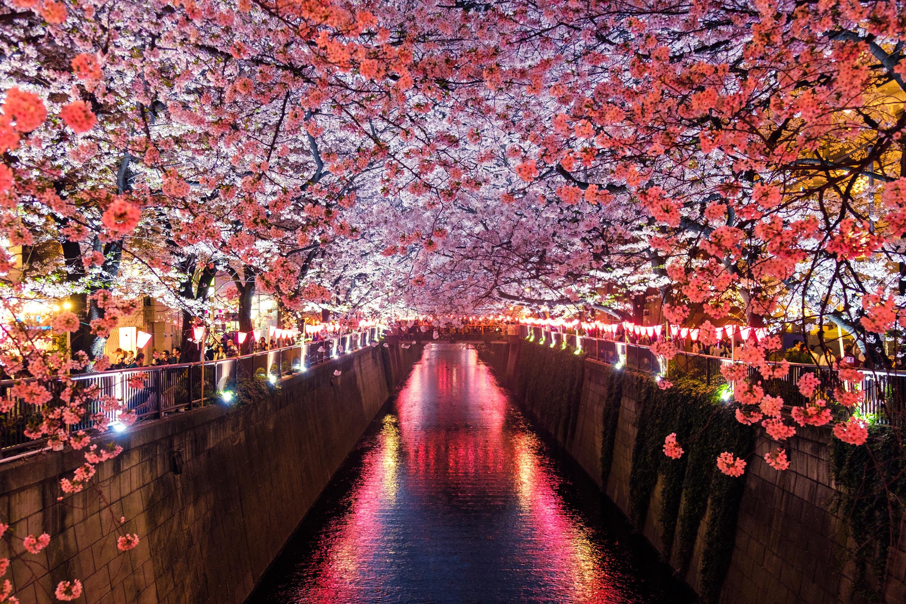 Cherry Festival 2023 The Dalles Tokyo Cancels Two Major Cherry Blossom Festivals This Year Due To Covid-19 Coronavirus