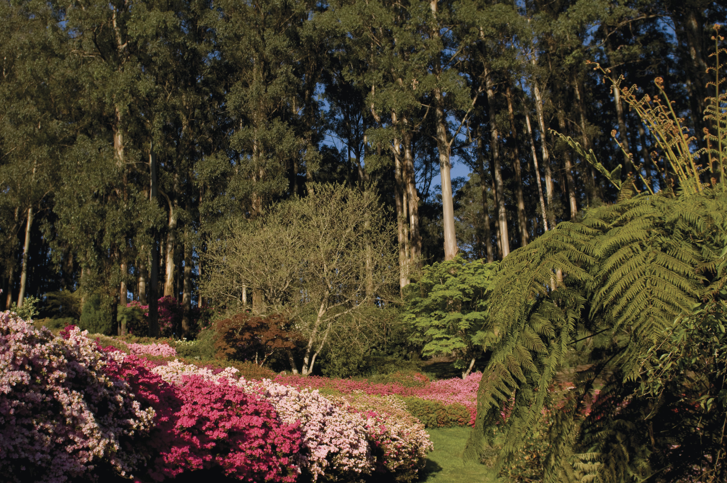 Tropical Plants For Melbourne Gardens Fasci Garden