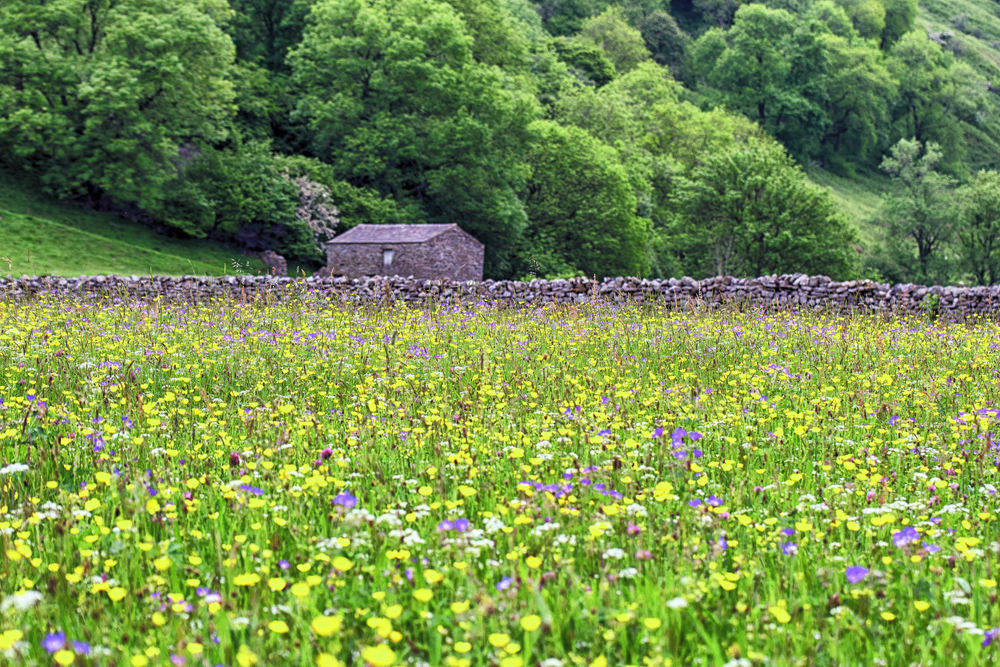Best Places to See Wildflowers in the UK, from Cherry Blossom to Bluebells