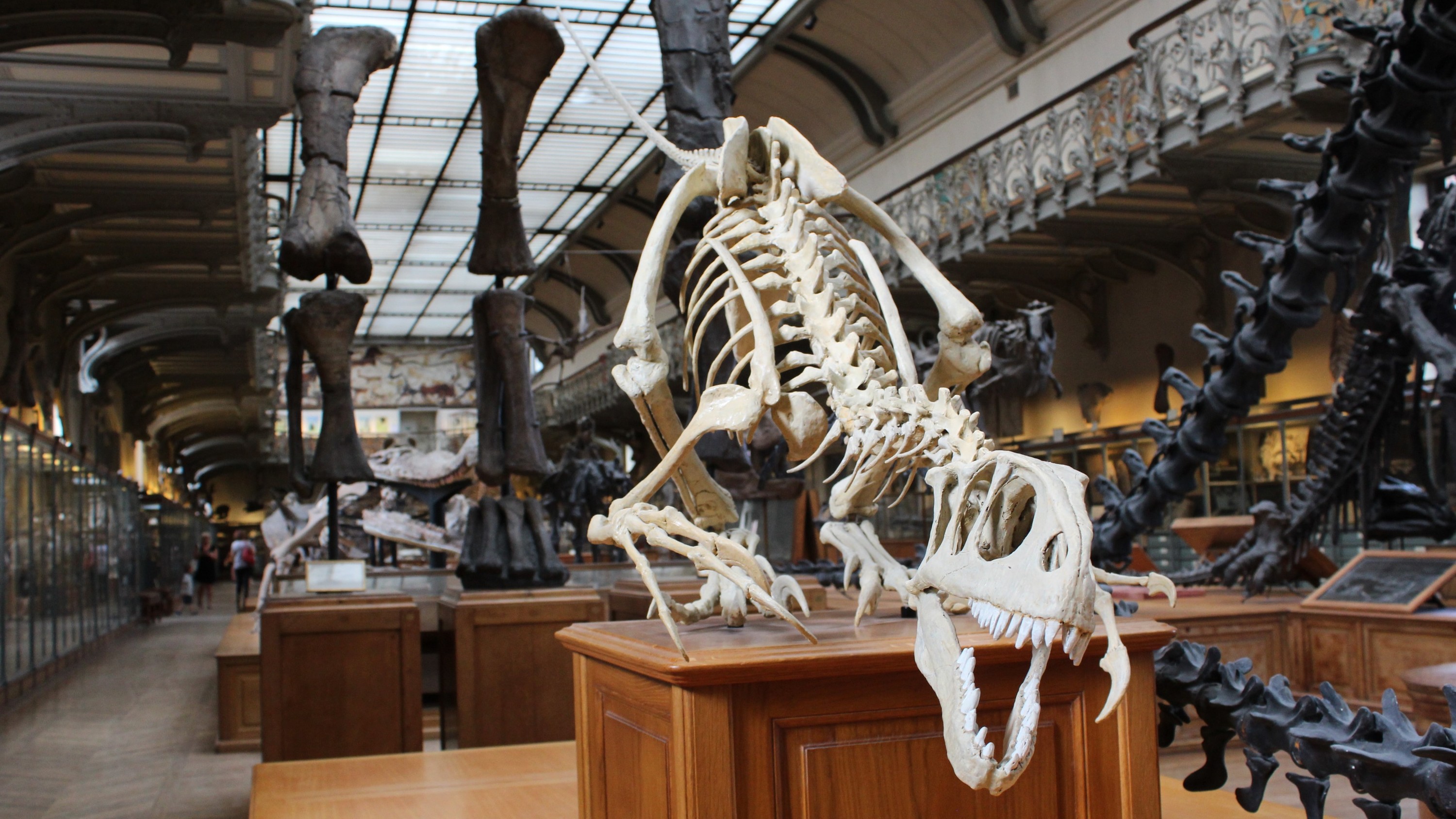 The Australian Museum has launched a new, virtual experience