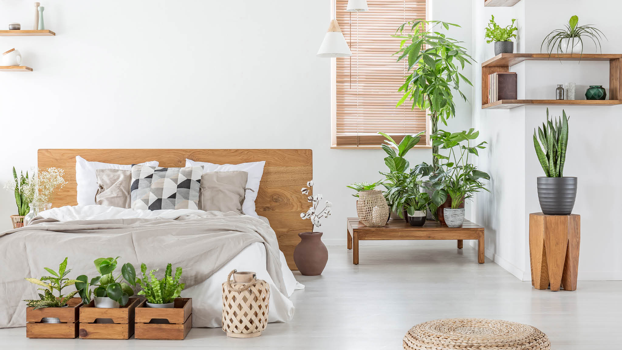 The best indoor plants and where to get them