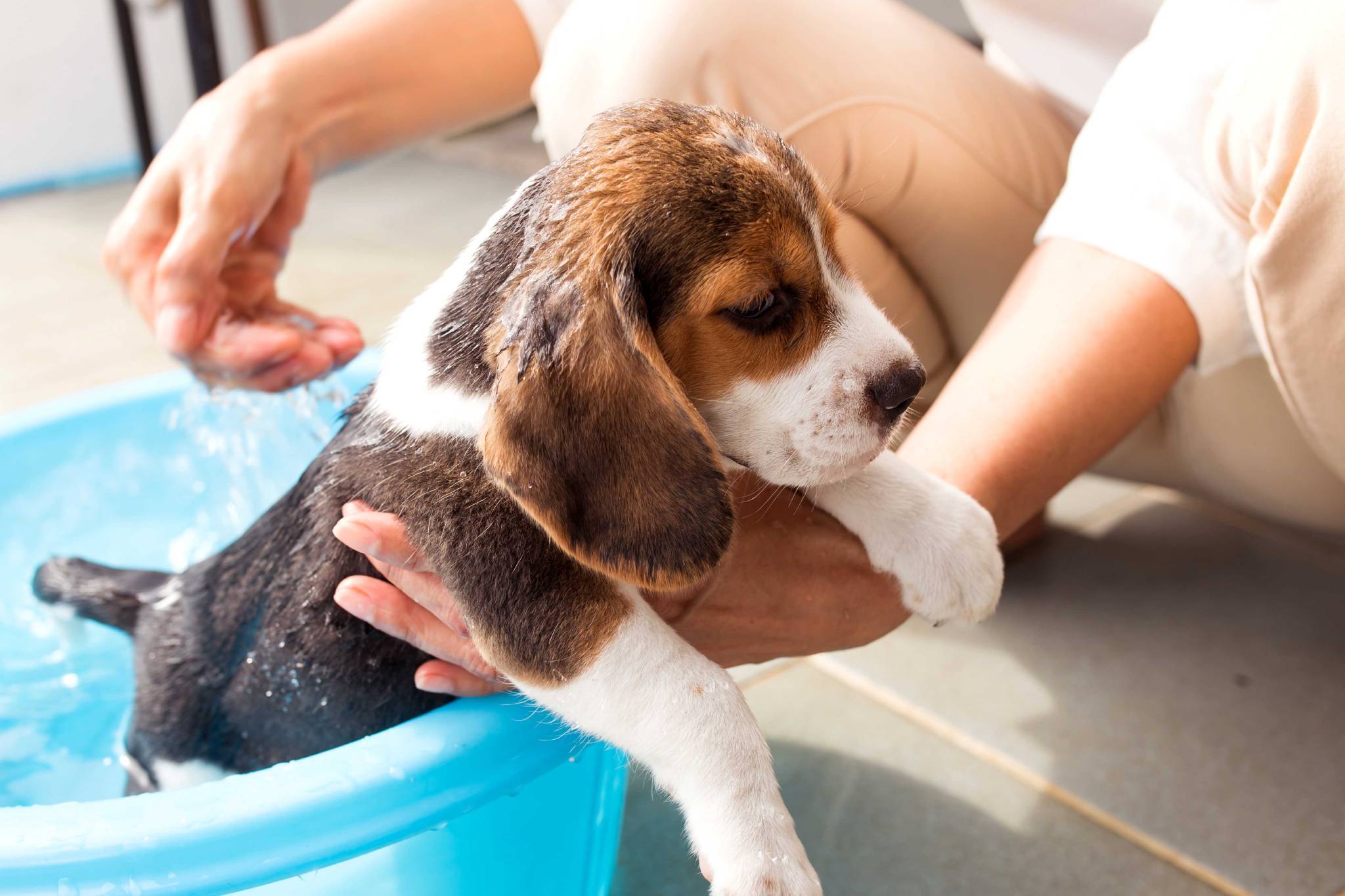 Nurses and seniors are having virtual playdates with adorable animals