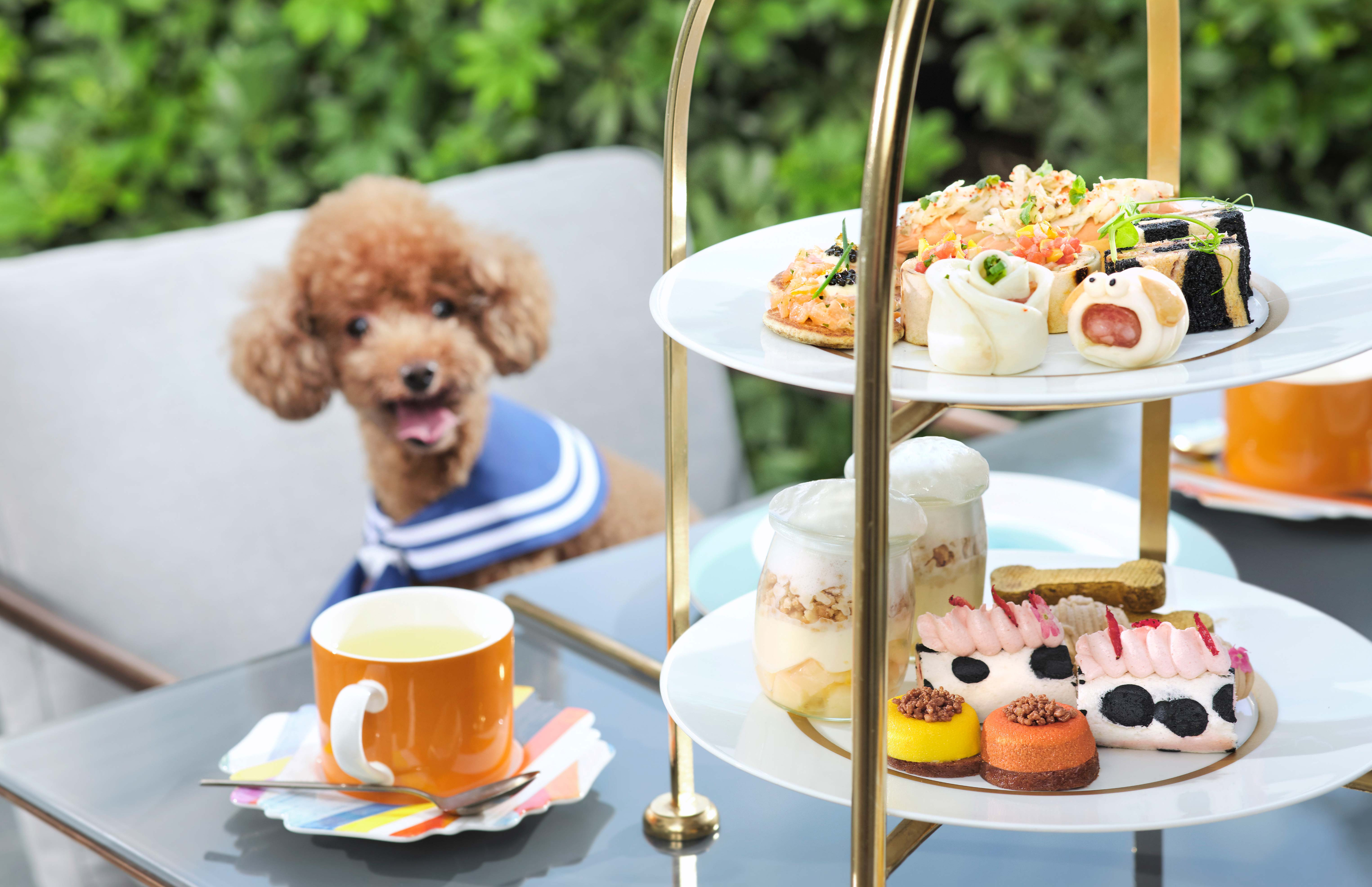 Dogfriendly restaurants and cafes in the city