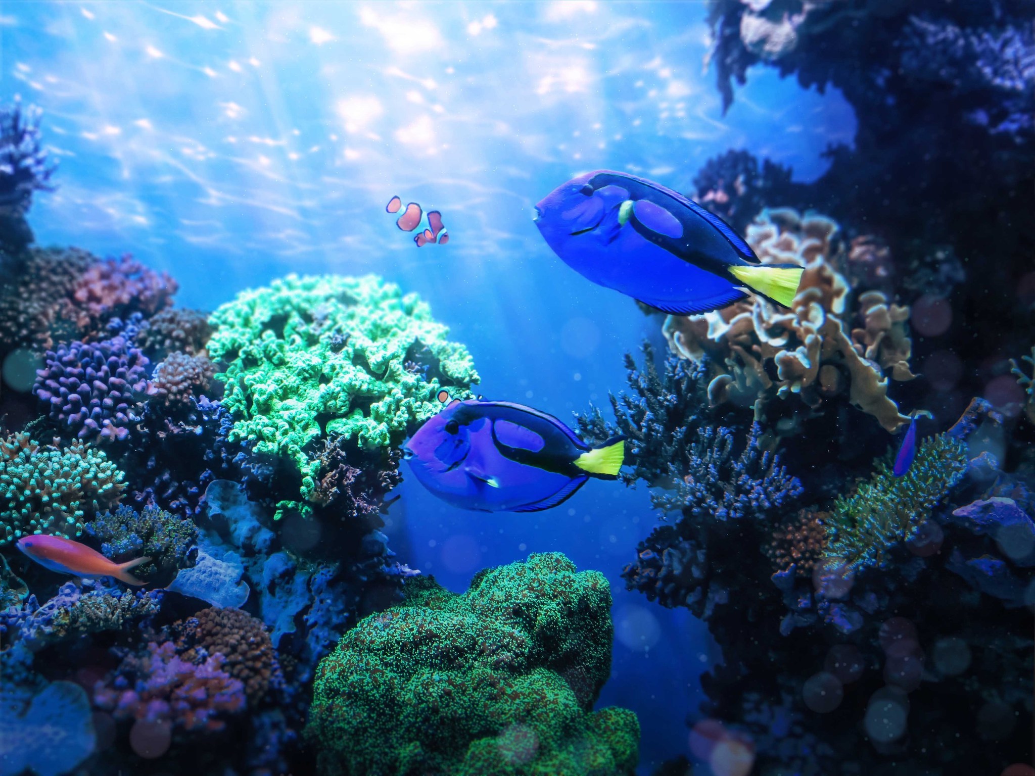 Live Aquarium Cams You Can Enjoy from Your Couch