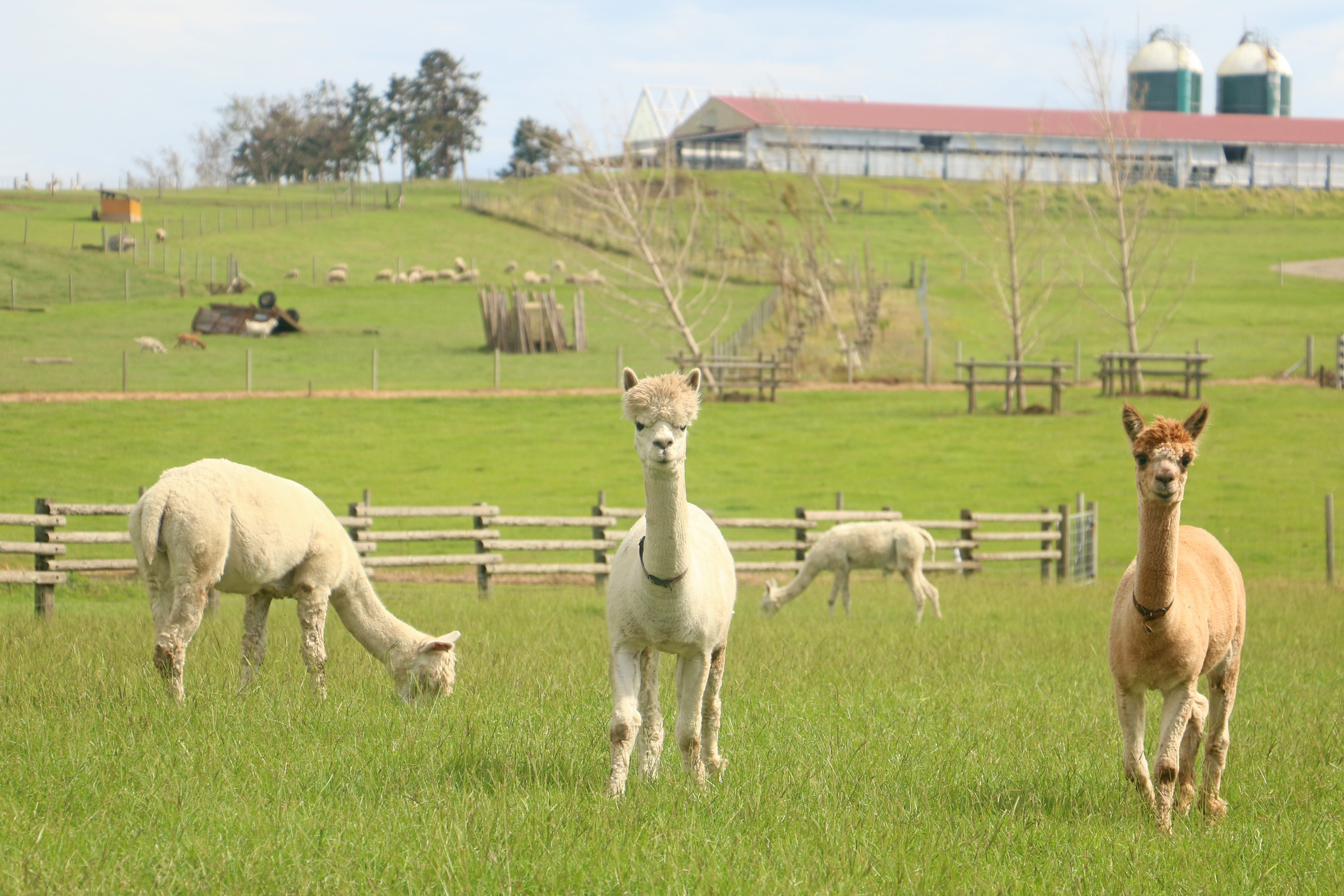 Mother Farm in Chiba now has a new glamping site with alpacas