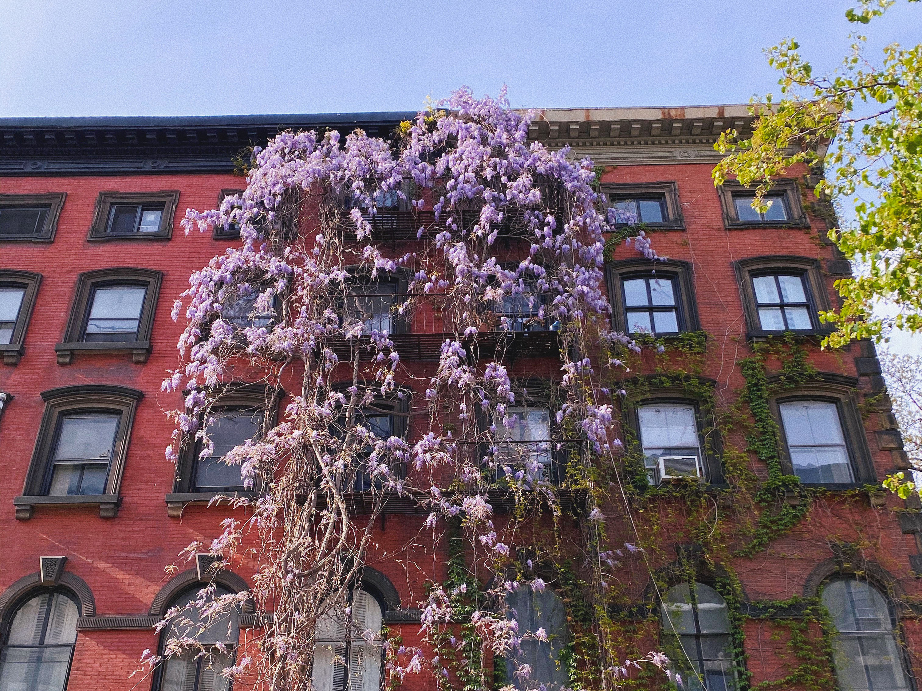 This NYC map shows the best spots to see wisteria right now
