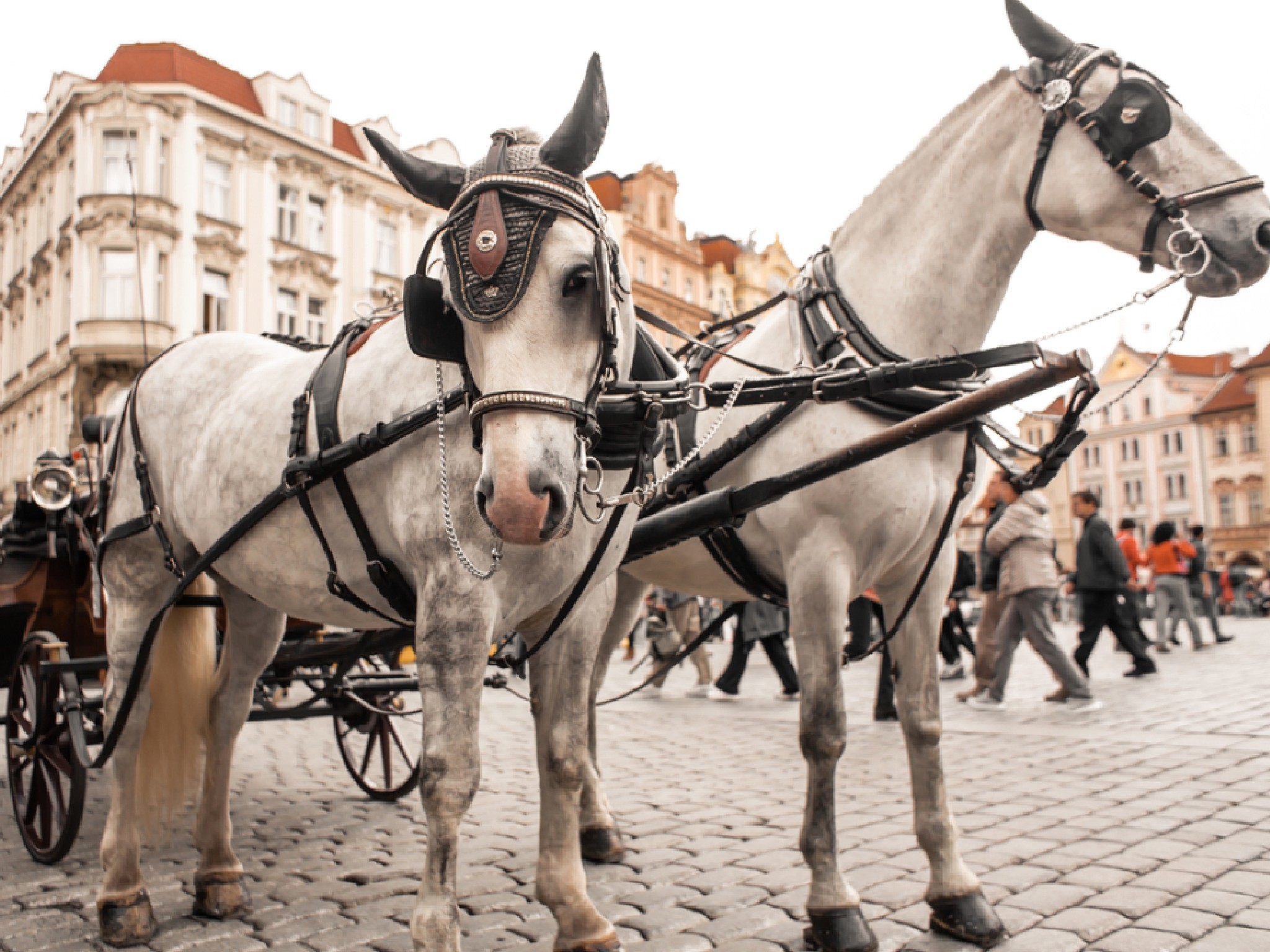 Prague Wants to Ban ‘Cruel’ HorseDrawn Carriages from the City Centre