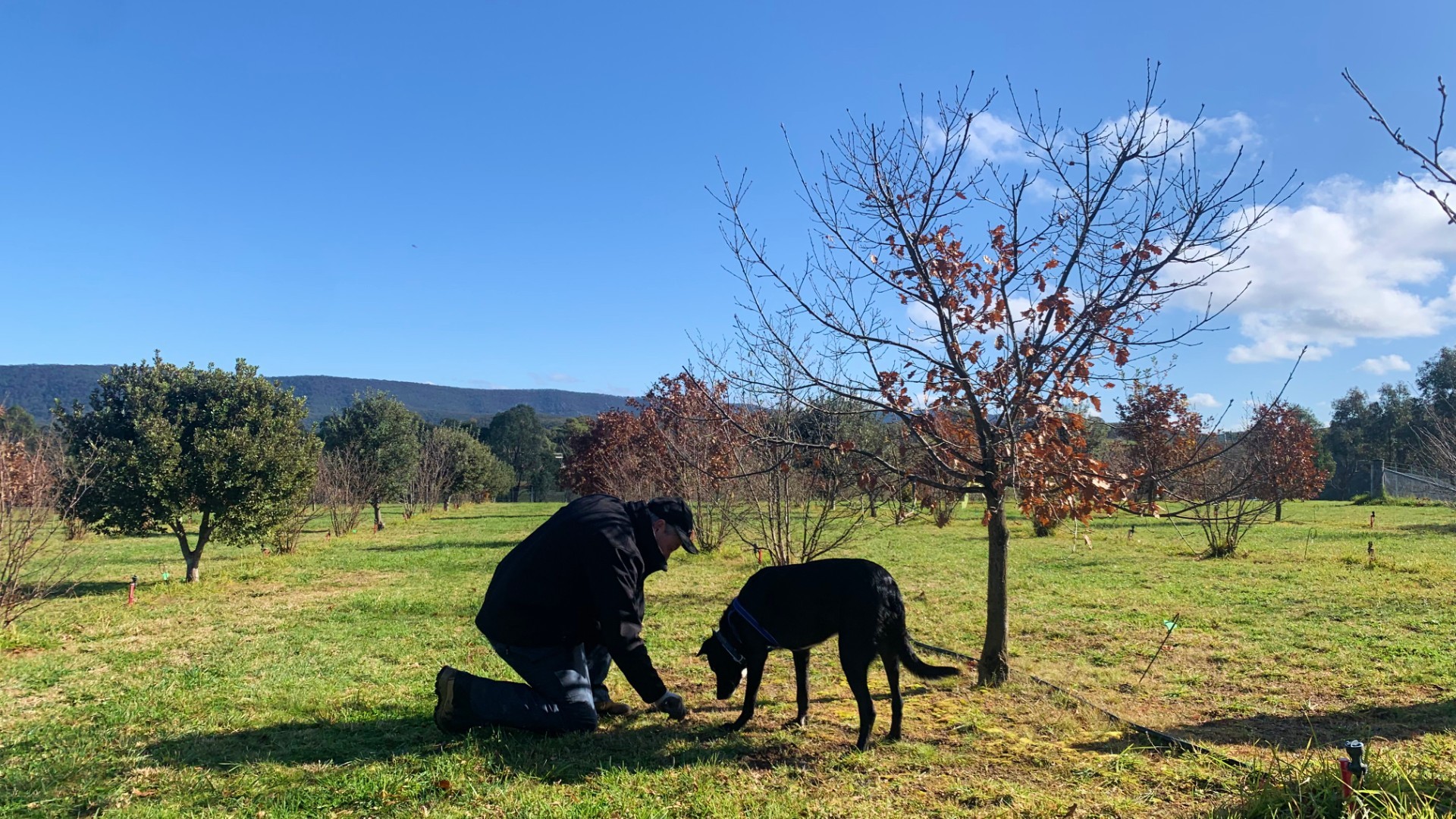 Ganymede Truffle Farm is an organic truffle farm in the Southern Tablelands