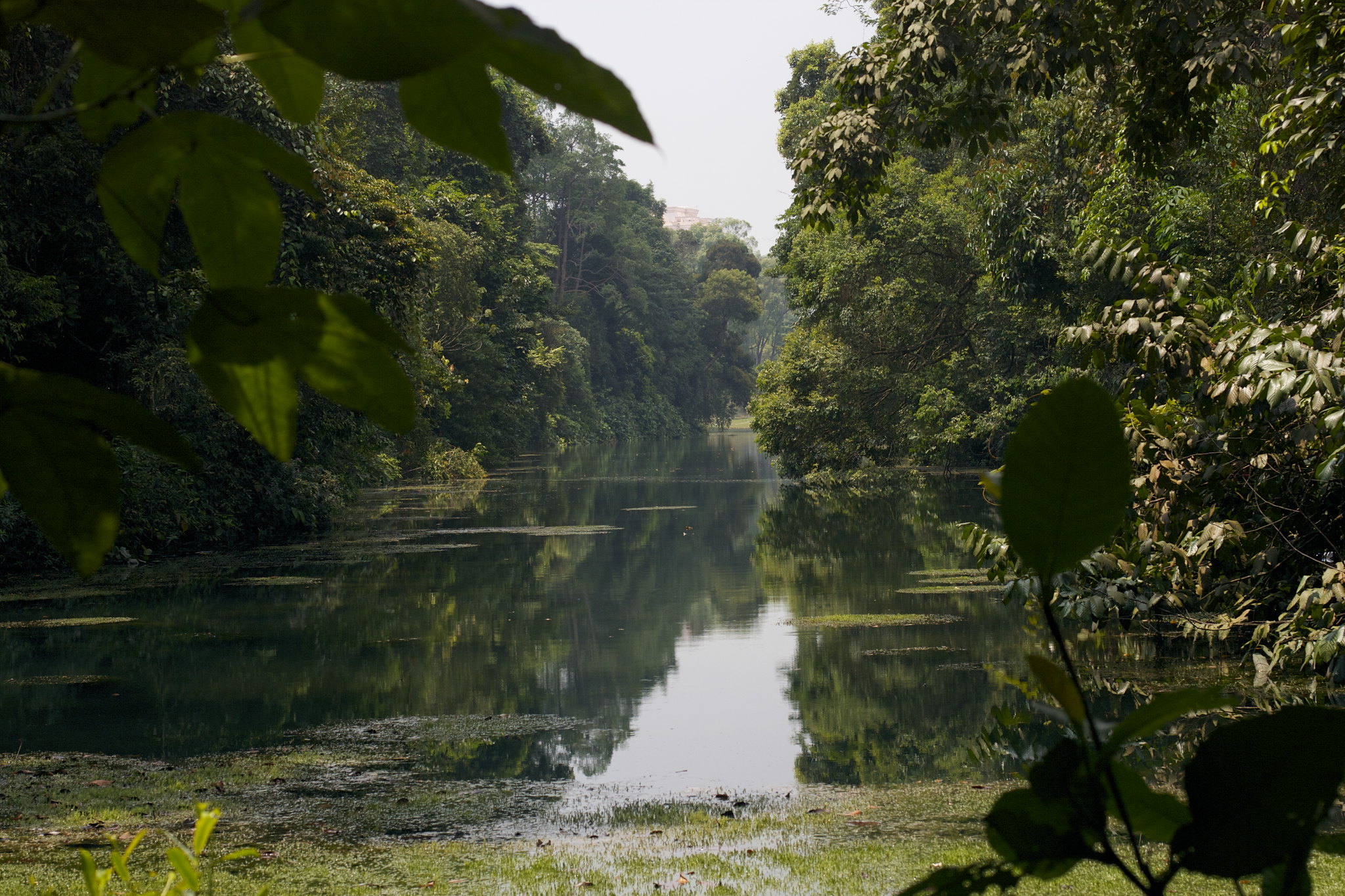 The Best Reservoir Parks In Singapore For Tranquil Waterside Walks