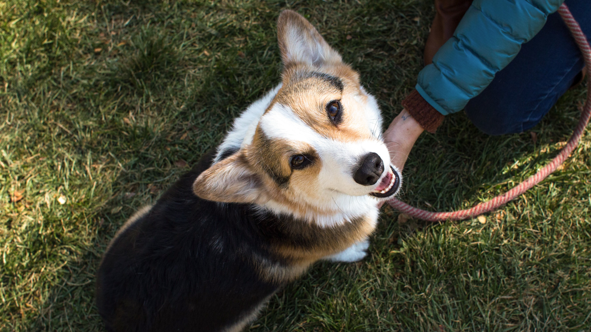 Can Dogs Go To Botanic Gardens