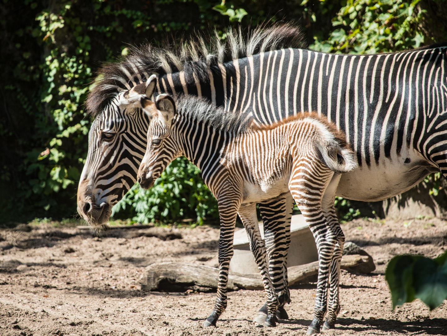 Are Dogs Allowed In Lincoln Park Zoo
