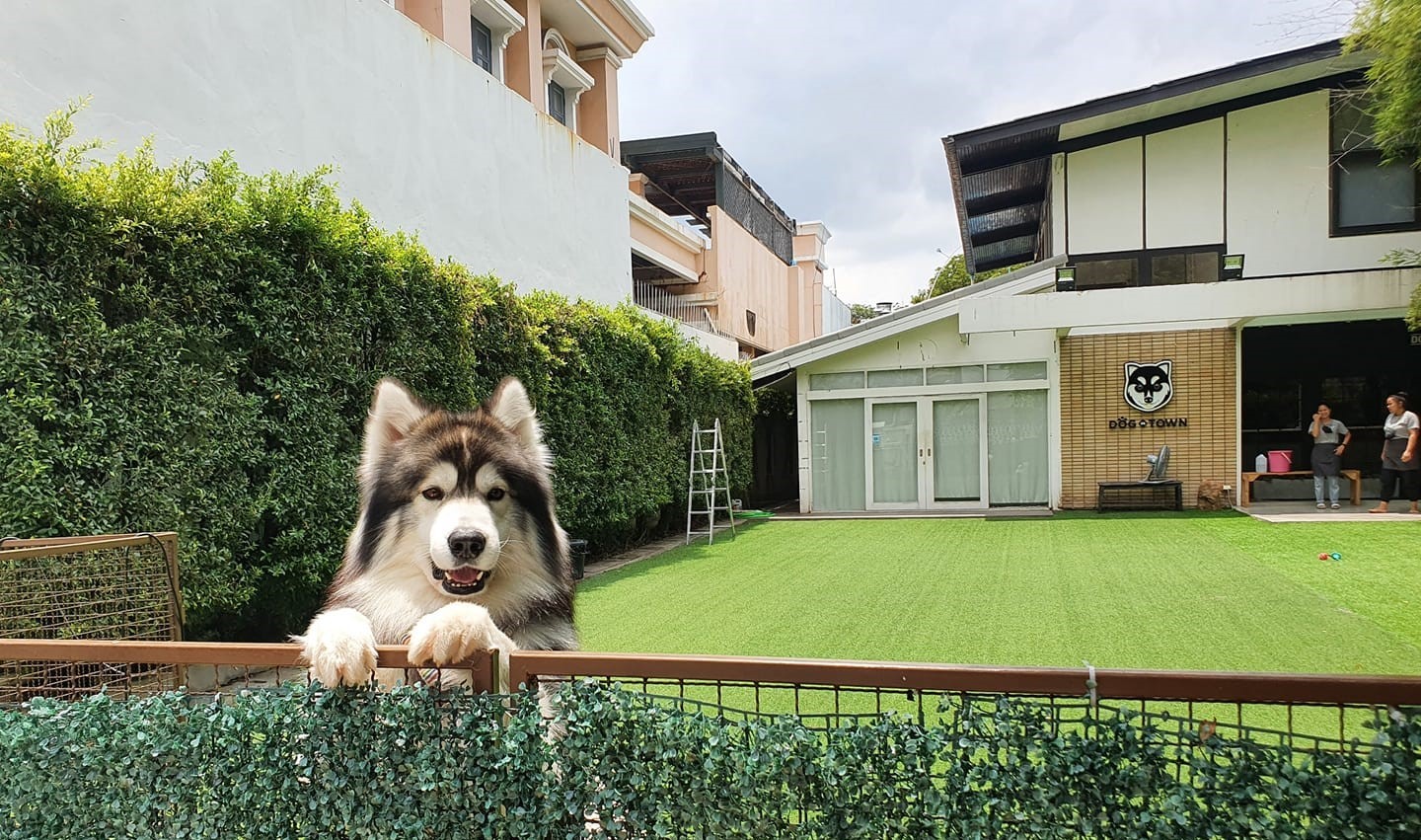 Best petfriendly spots in Bangkok
