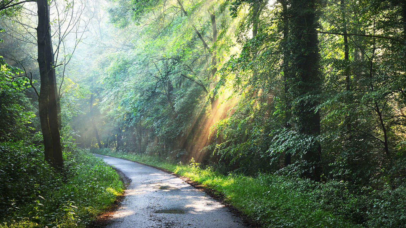 9 Best Things To Do in the New Forest in 2024