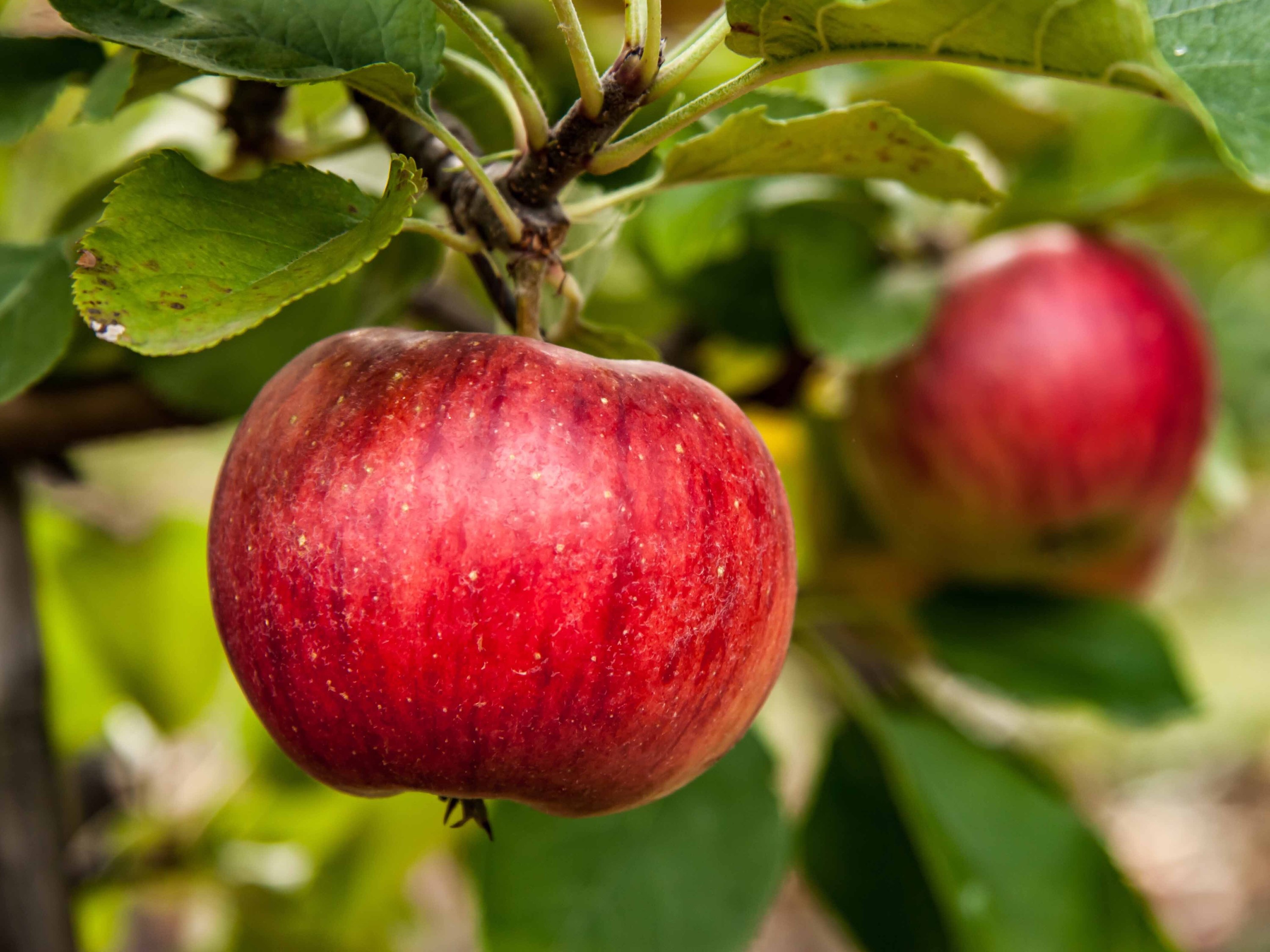 Best Apple Picking NY Families Should Check Out This Fall 2020