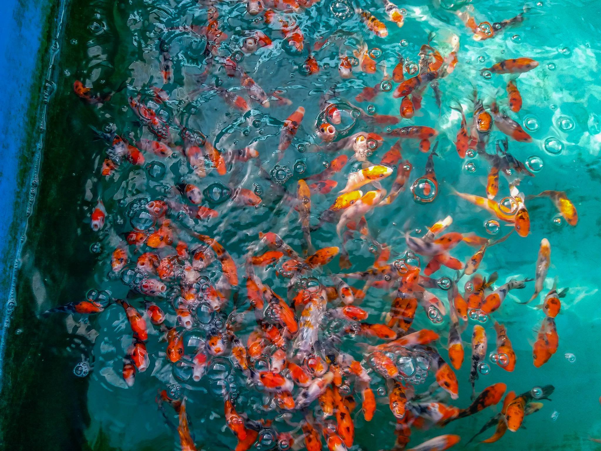 Sunny Aquarium Shopping in Lim Chu Kang, Singapore