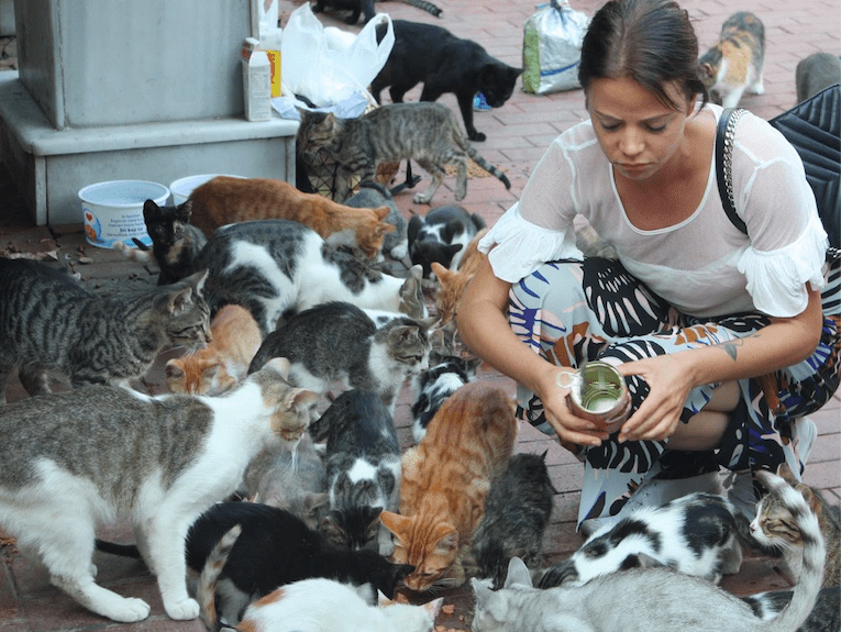 The inspiring story of Tails of Istanbul