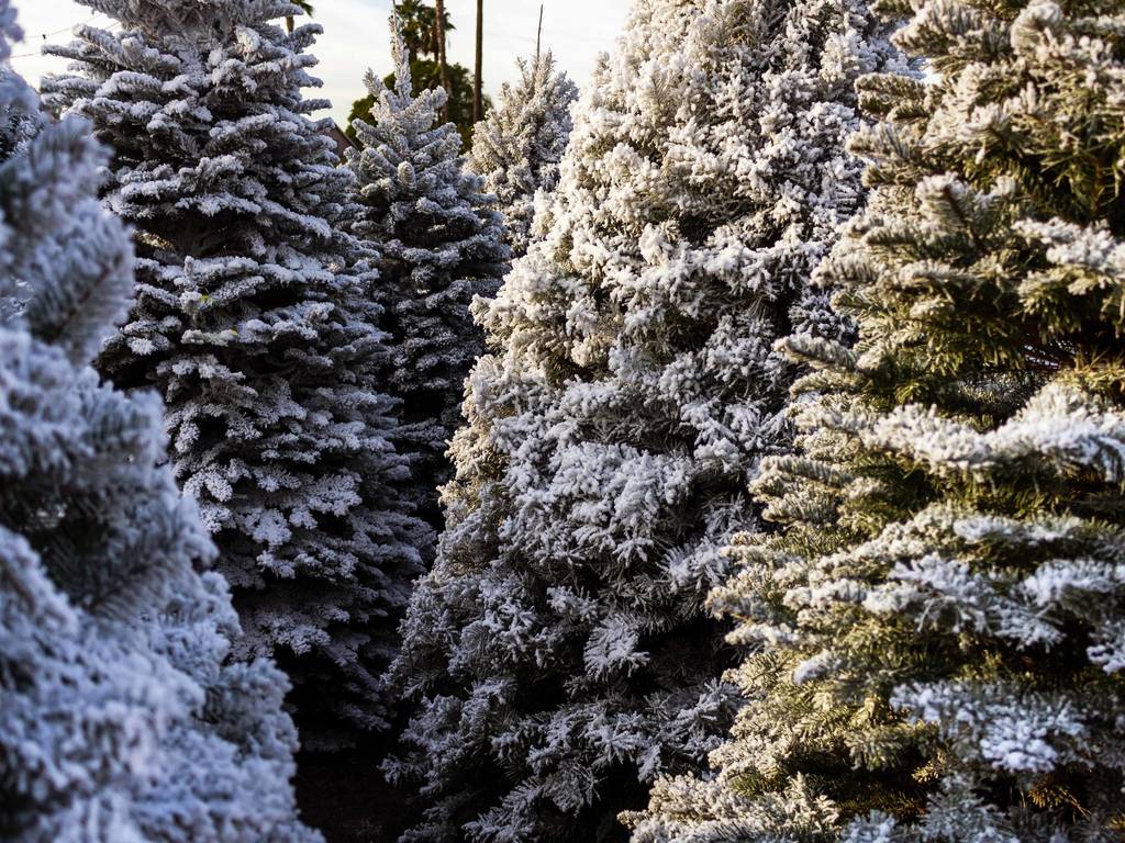 9 Best Christmas Tree Farms in NYC