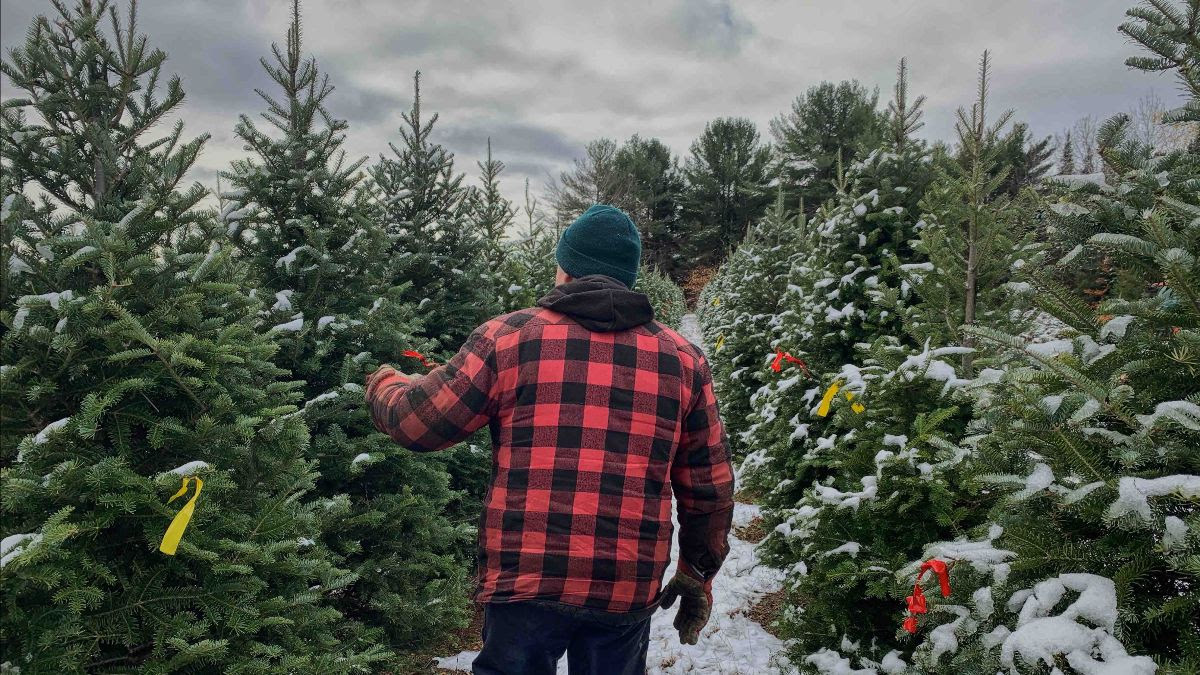 Get a Christmas Tree Delivered to Your Door With This Montreal Company
