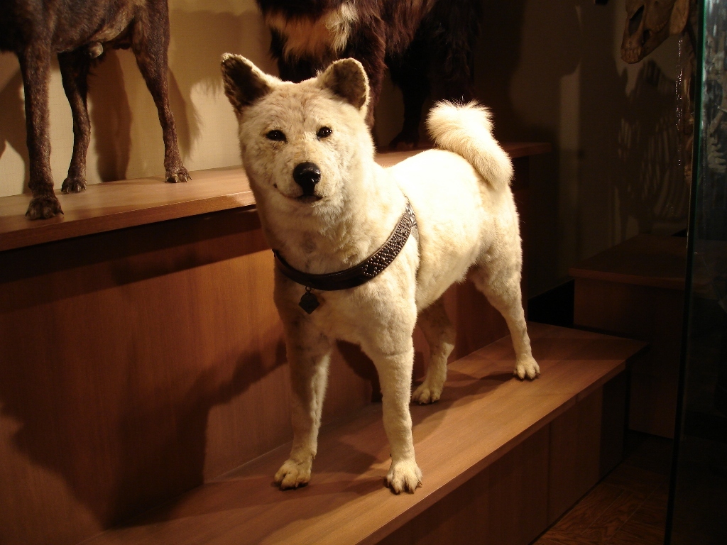 10 things you didn't know about Hachiko, Japan's most loyal dog