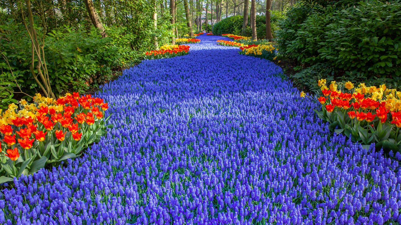 Faça um passeio pelo jardim de tulipas mais espectacular da Holanda