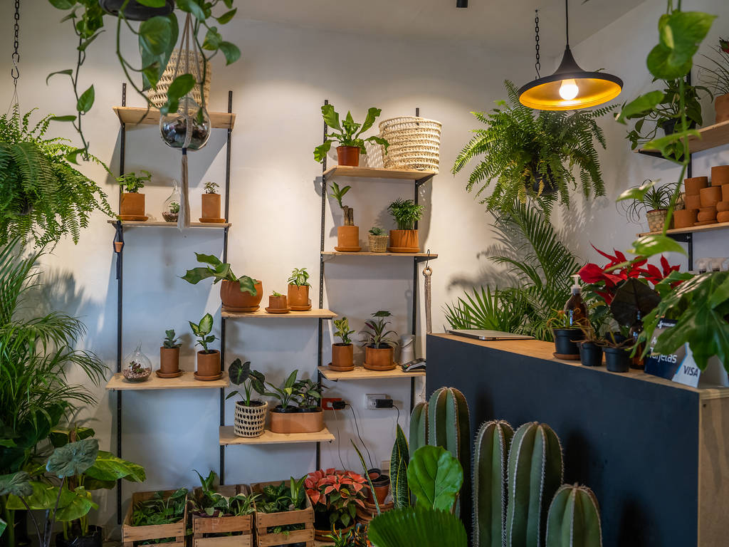 Dónde comprar plantas y macetas en la Ciudad de México
