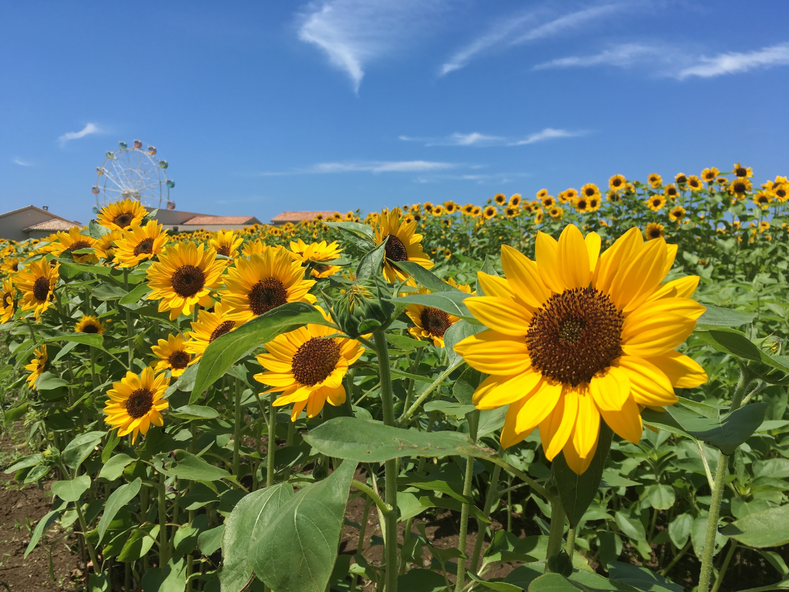 Catch 100,000 sunflowers in bloom at Yokosuka Soleil Hill for free