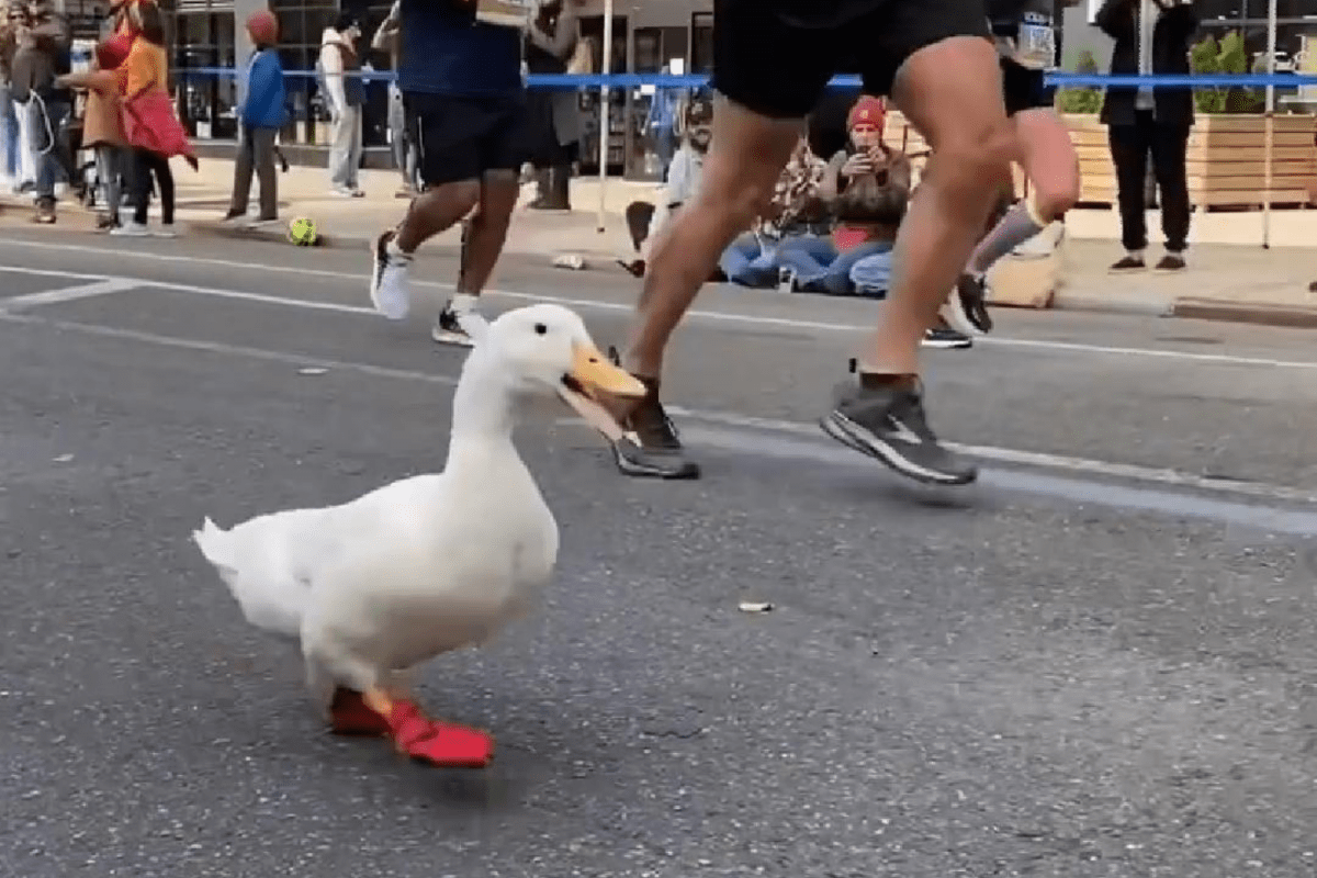 This cute duck ran the NYC marathon with custom webbed sneakers