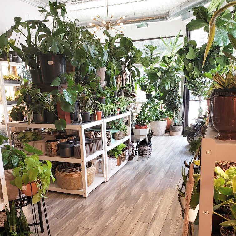 Plant Salon Shopping in East Village, Chicago