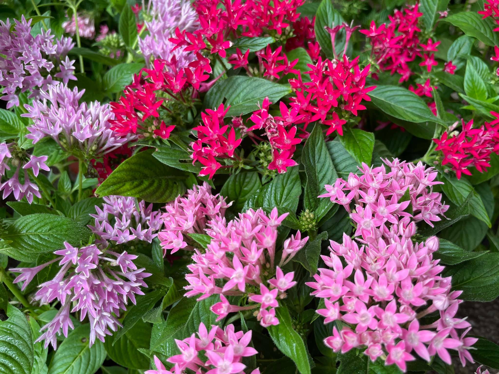 The best indoor plant deliveries in Hong Kong