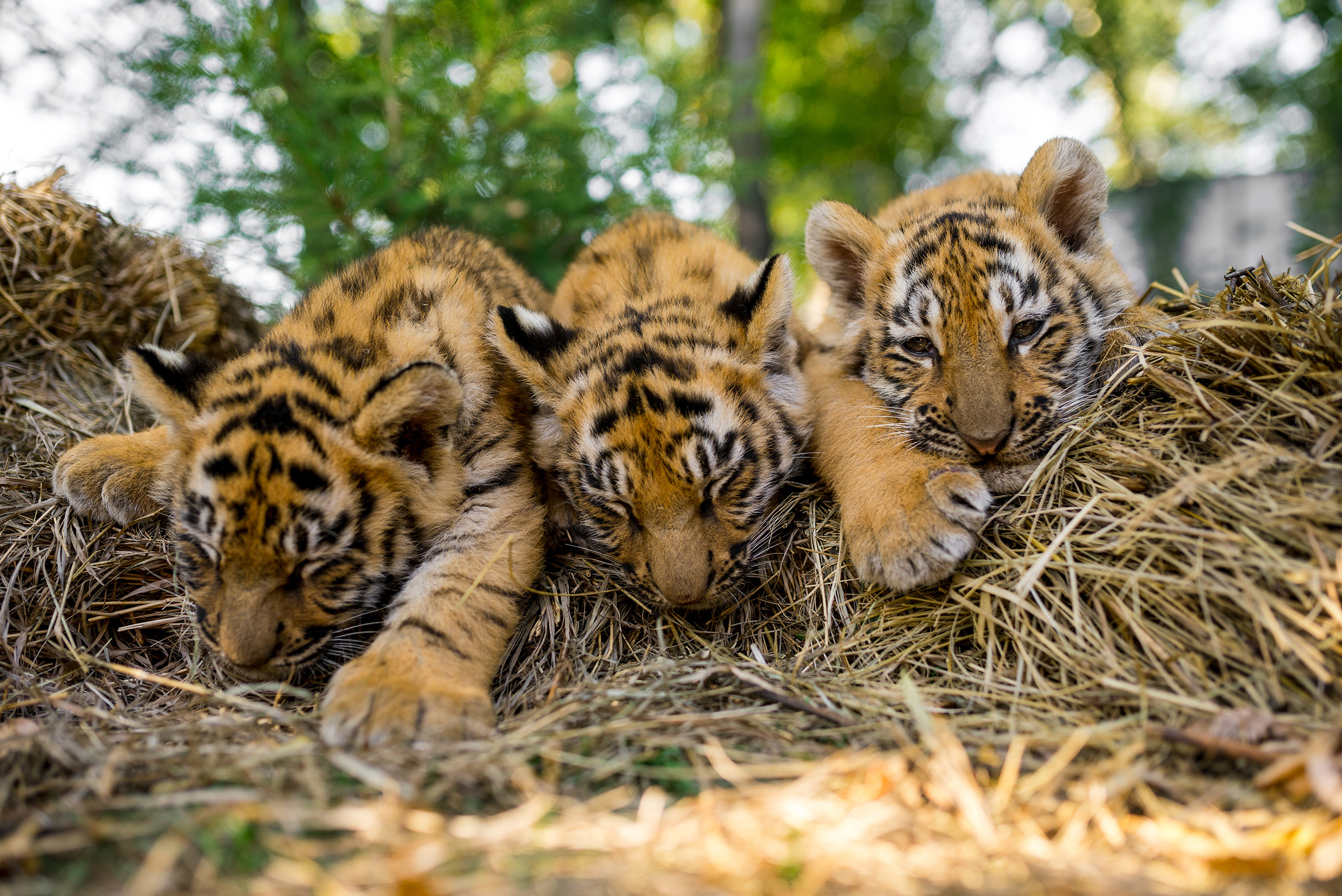 Watch a Sumatran tiger cub take its first steps at London Zoo