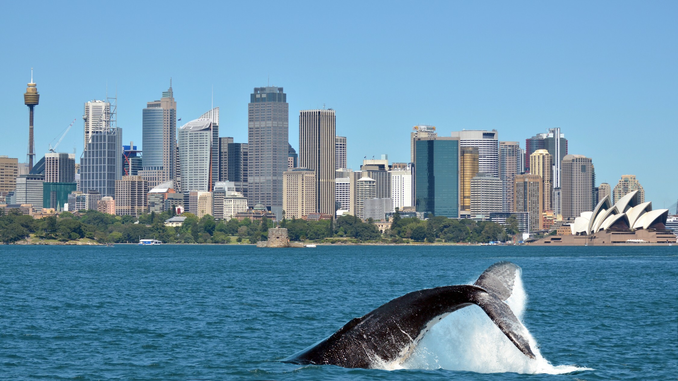 8 Best Whale Watching Spots in Sydney