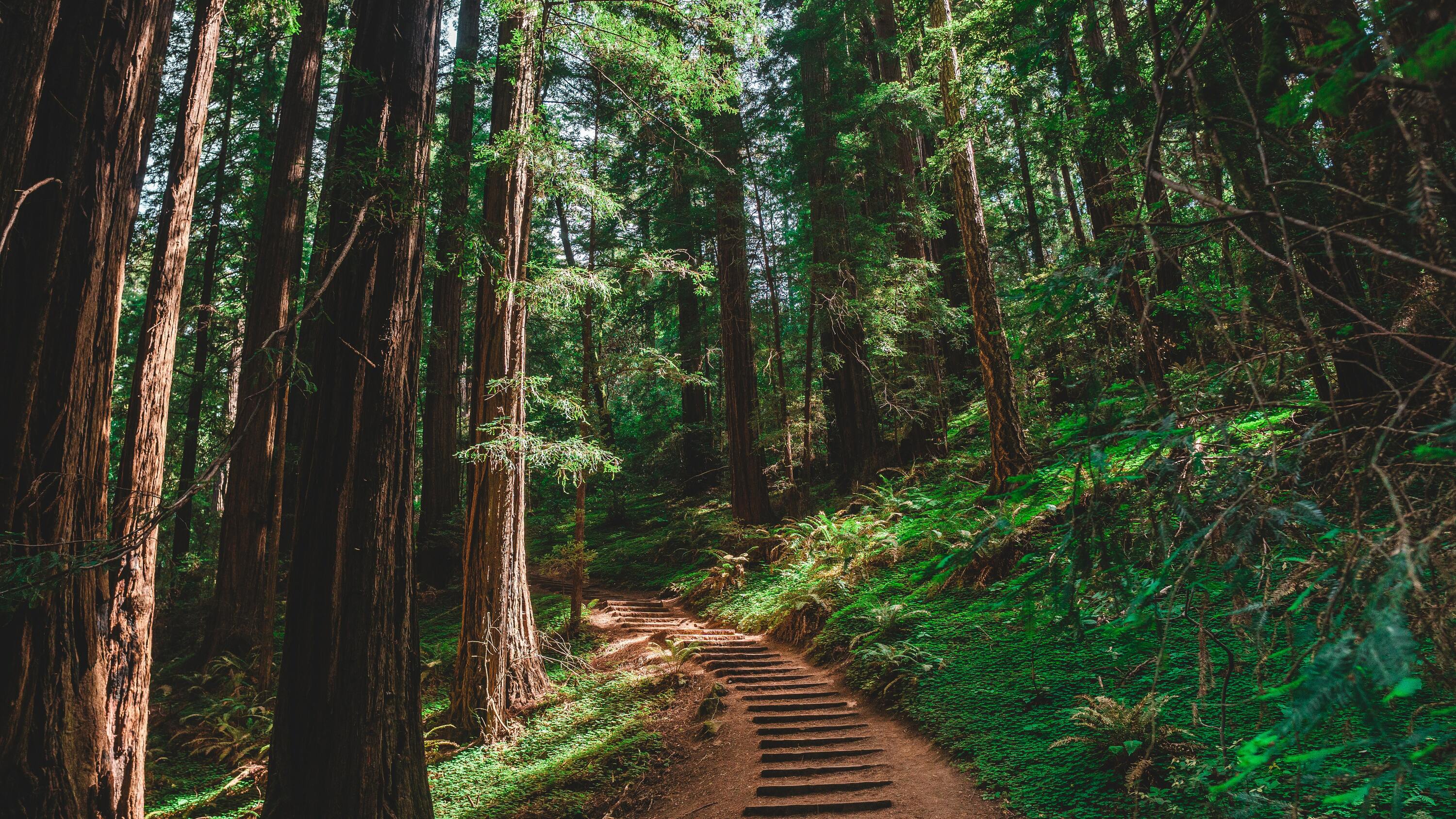 Californian Redwood Forests in Victoria and Melbourne Where to find them