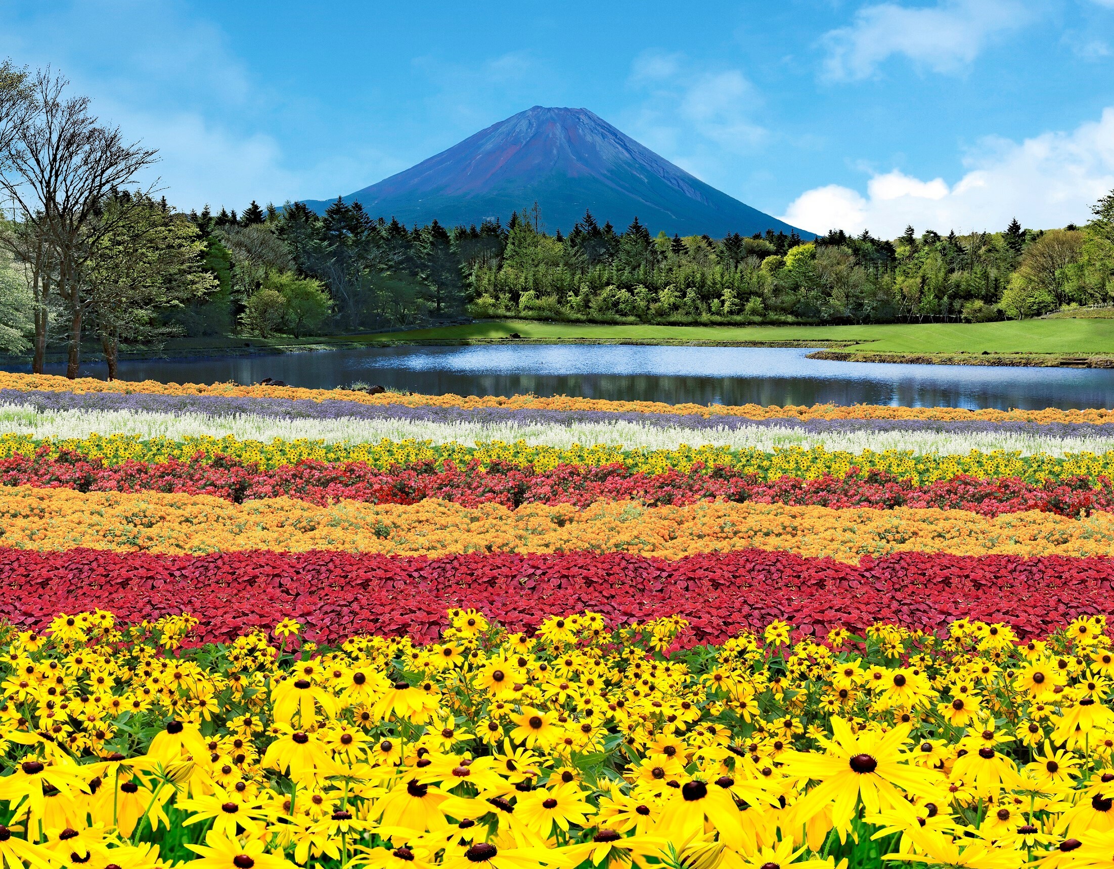 This photogenic flower festival near Mt Fuji features 80,000 blooms
