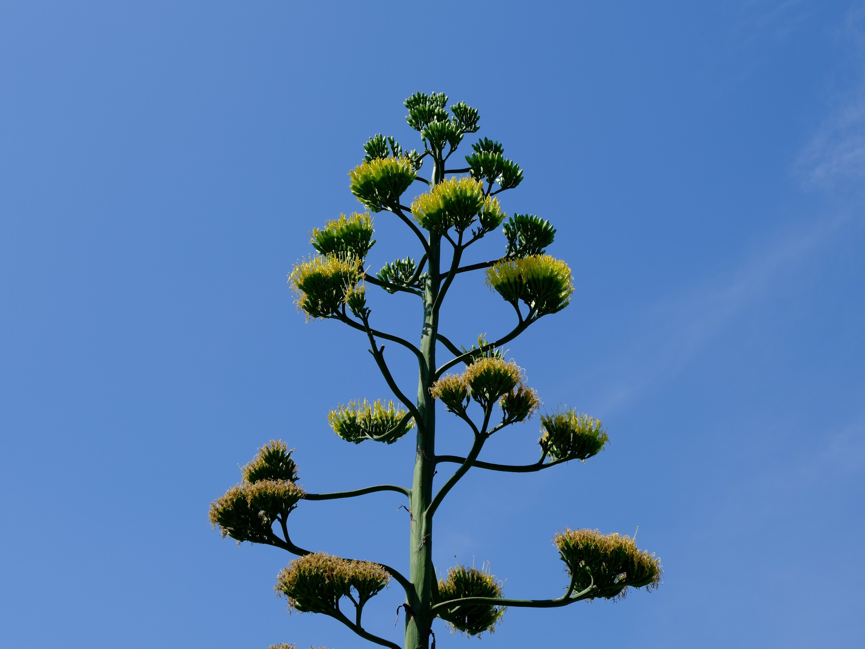 The rare blooming century plant at Hamarikyu Gardens is flowering