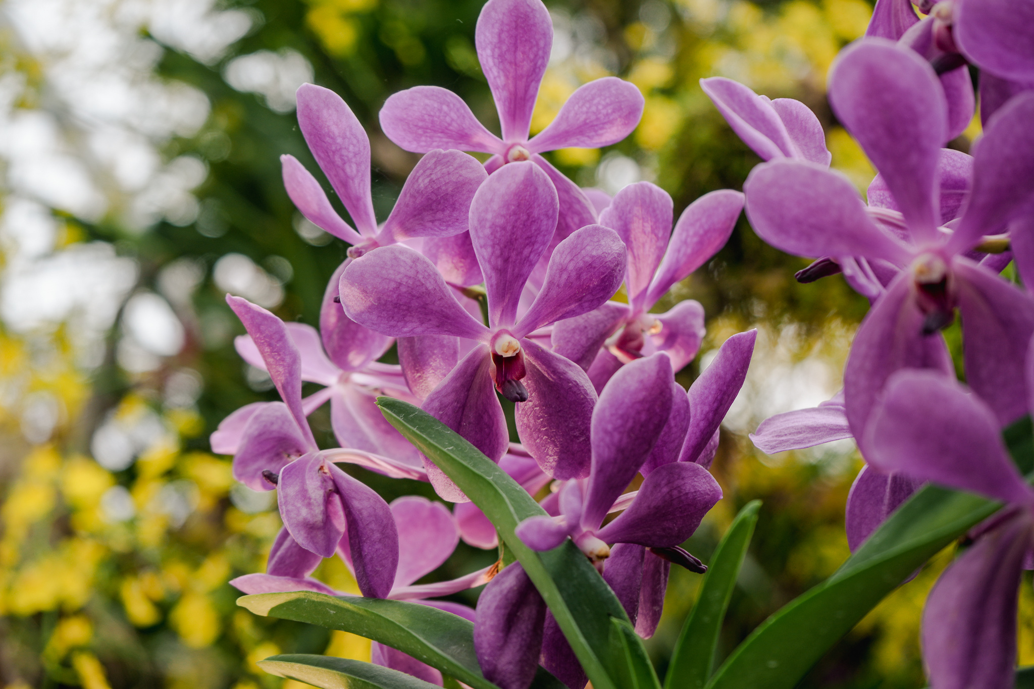 Celebrate the history of local orchid hybrids with GBTB's Orchid