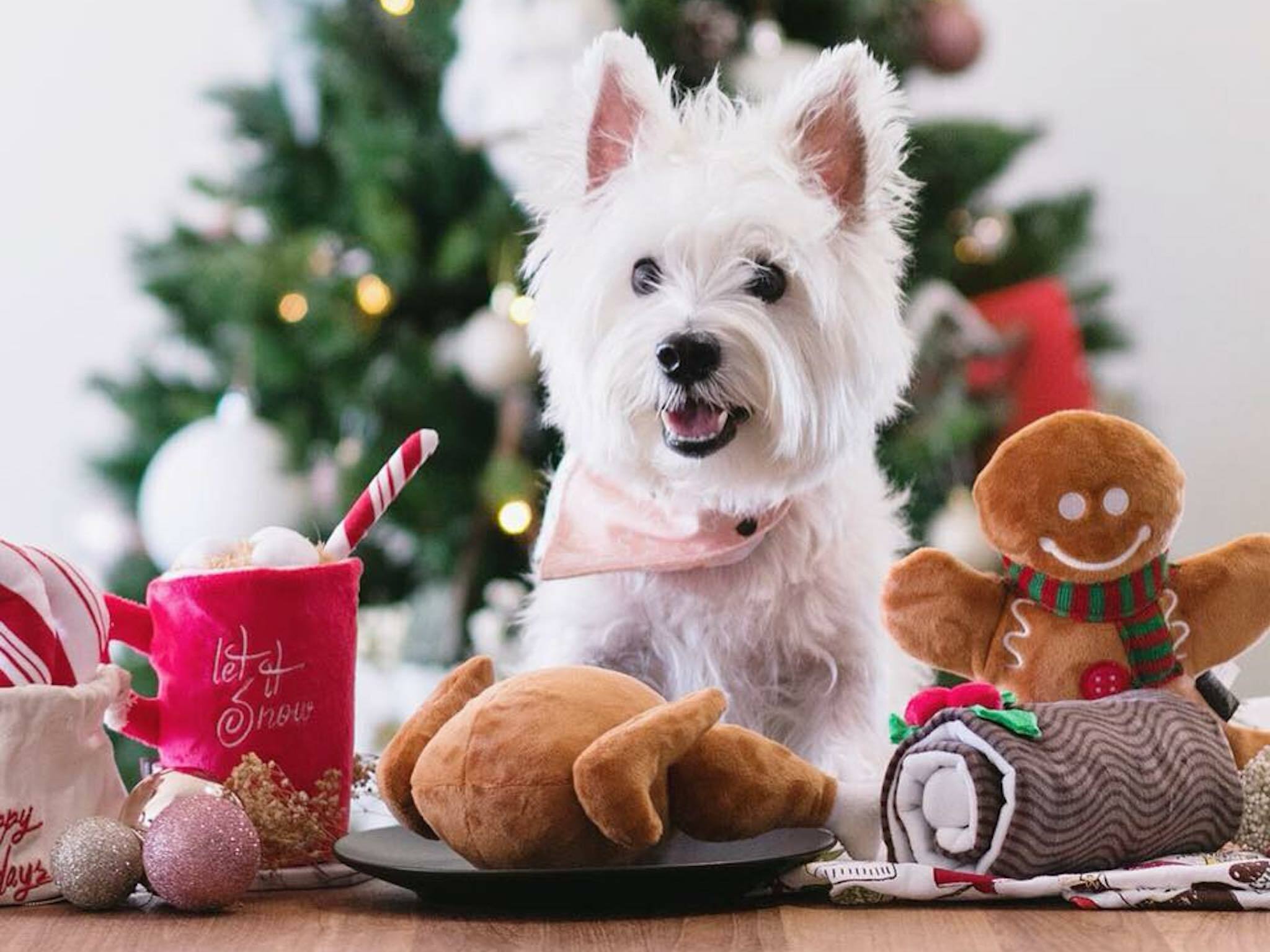 Top 7 pet shop singapore 2023