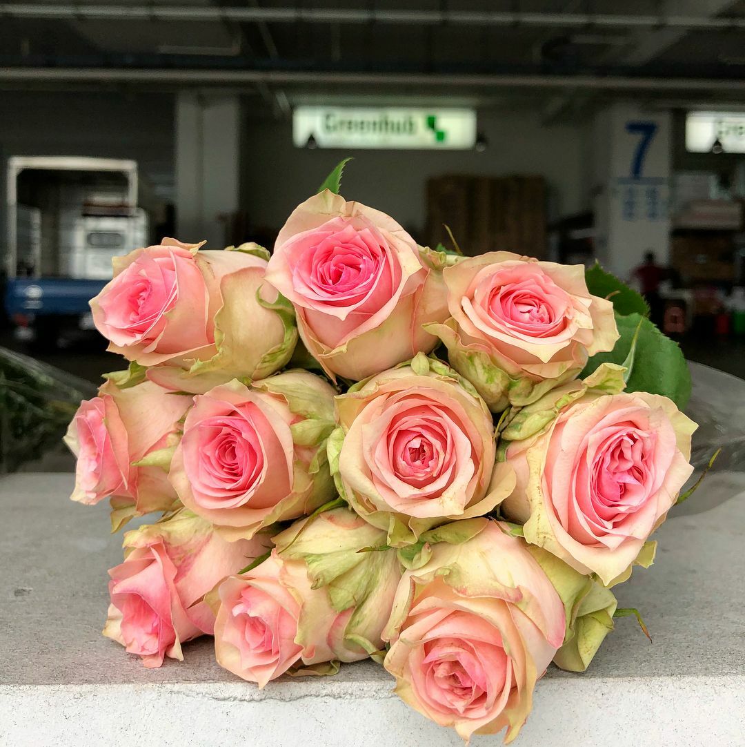 Greenhub Flowers Wholesale Fresh Cut Flowers In Singapore